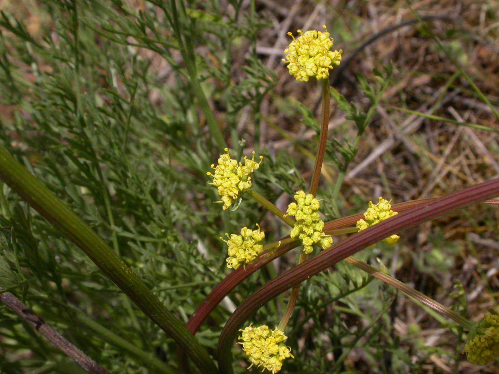 Cook’s desert parsley, lomatium cookii, part of BLM Rookies for Recovery.