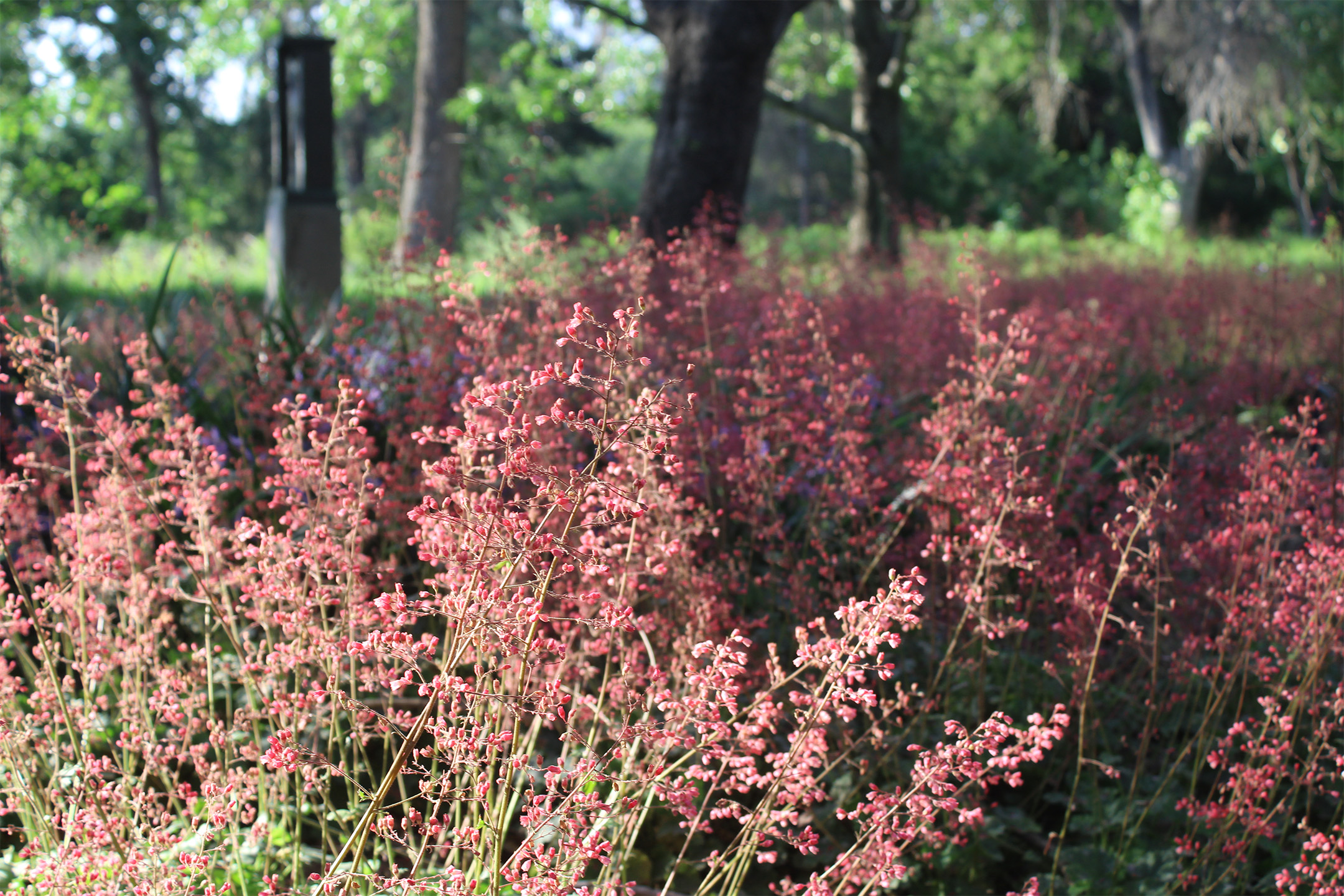 Coral bells at RSABG.