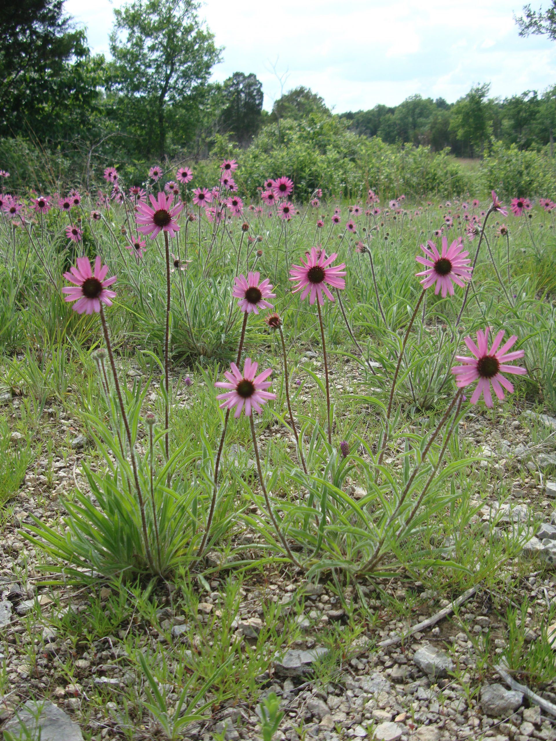 Tennessee coneflower (Echinacea tennesseensis) CPC National collection species.