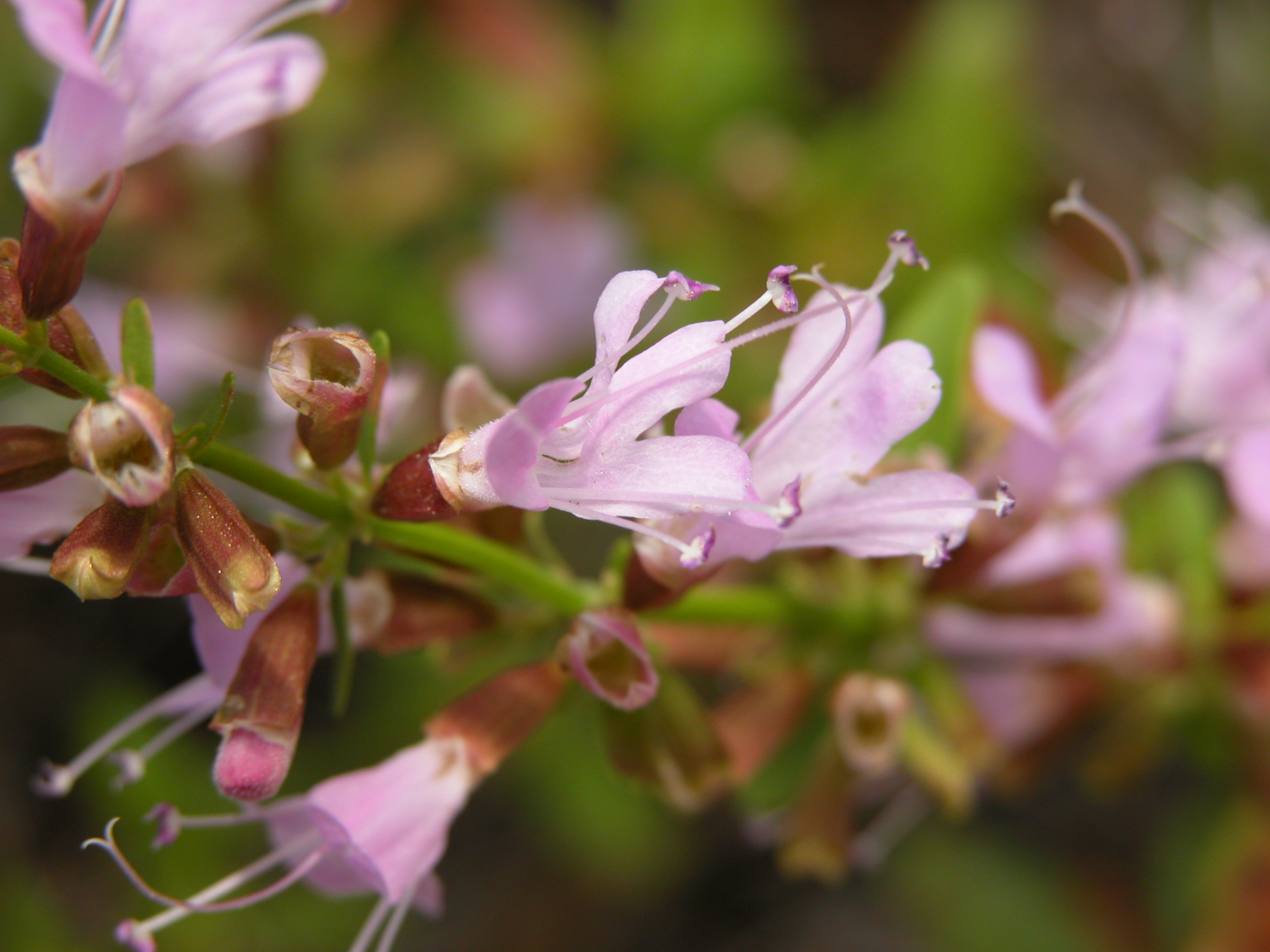 The federally endangered Lakela’s mint.