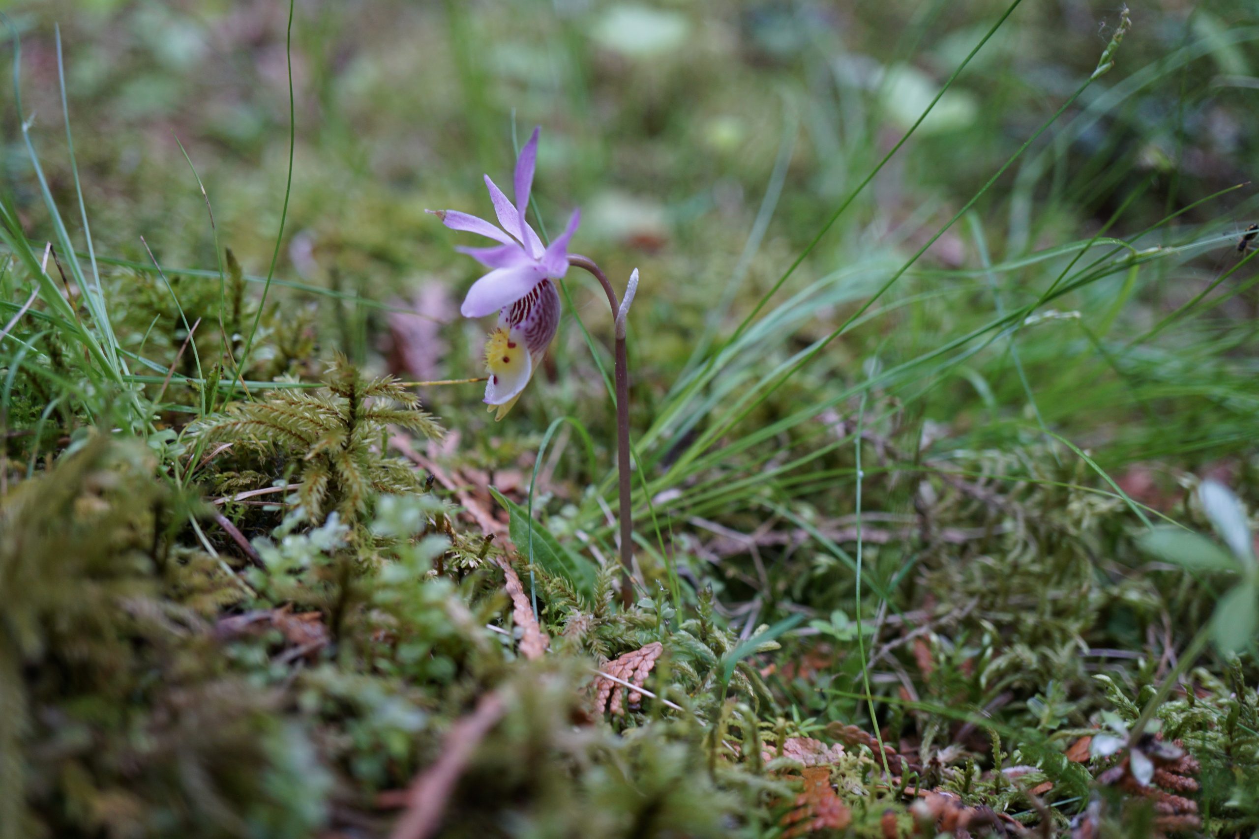 Photo of Calypso orchid (Calypso bulbosa).