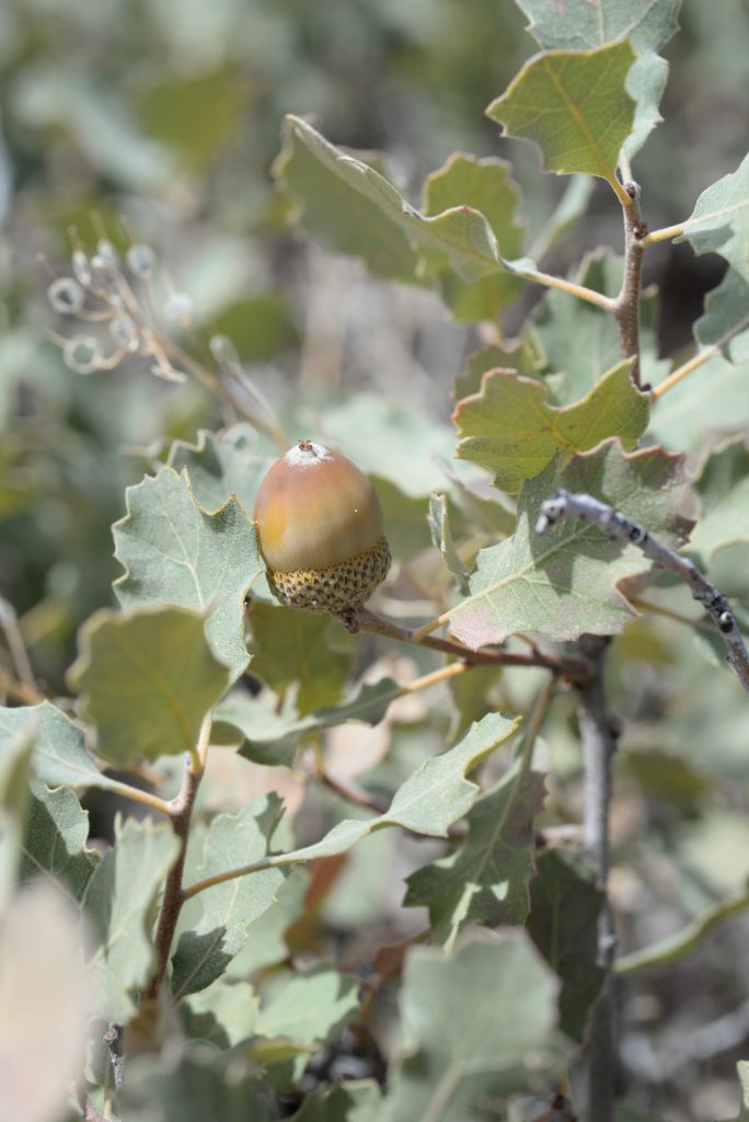 A shinnery oak (Q. havardii) acorn from Cedar Mesa, Utah.