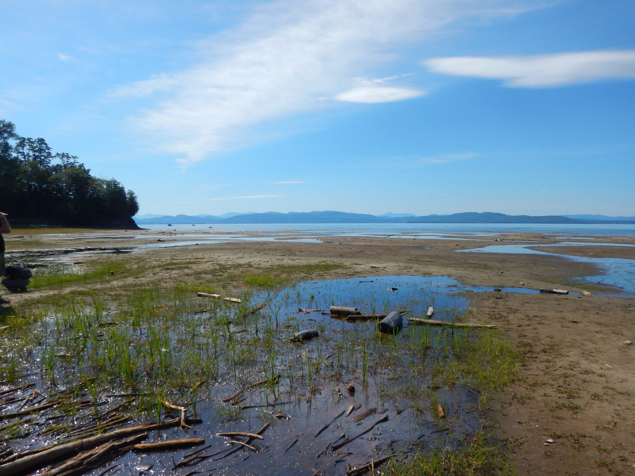 Shoreline of Lake Champlain, VT in 2016 when one of the worst droughts in New England exposed lakeshore areas and many rare species occurrences were either discovered for the first time or rediscovered after being historic for 25 years.Shoreline of Lake Champlain, VT in 2016 when one of the worst droughts in New England exposed lakeshore areas and many rare species occurrences were either discovered for the first time or rediscovered after being historic for 25 years.