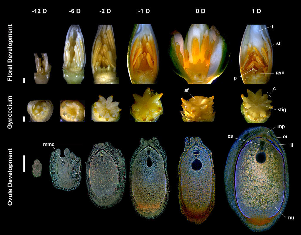 Flower and ovule morphogenesis in Nymphaea thermarum. Stages in floral biology, gynoecium development and ovule morphogenesis are depicted at 12, 6, 2 and 1 days before anthesis, as well as the first and second day of anthesis.