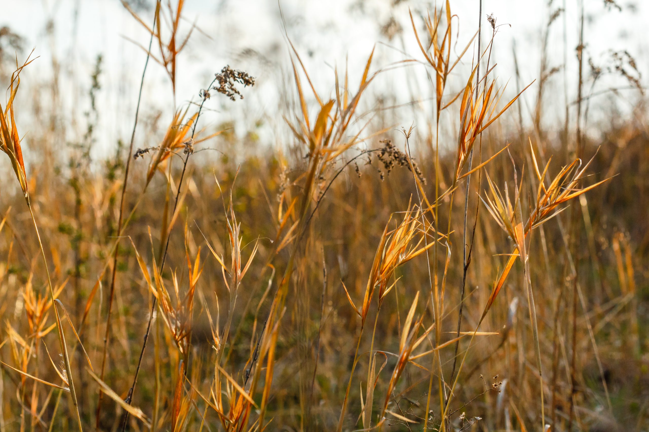 Elliott’s Broomsedge (Andropogon gyrans)