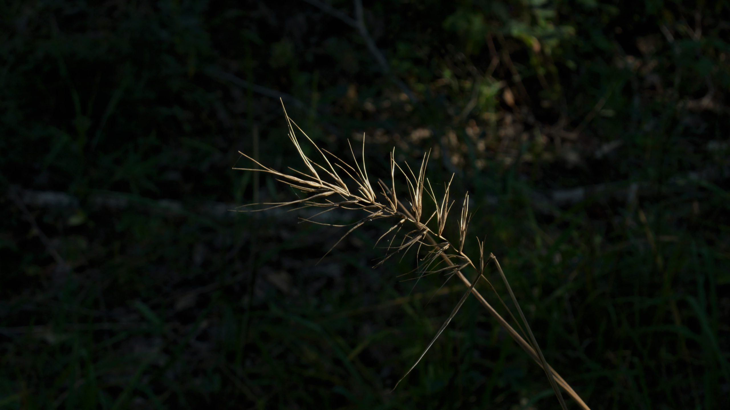 Church’s wild rye, Elymus churchii, collected for the Millennial Seed Bank banking project.