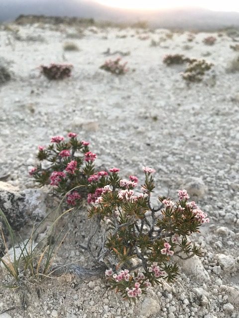 Eriogonum ericifolium.