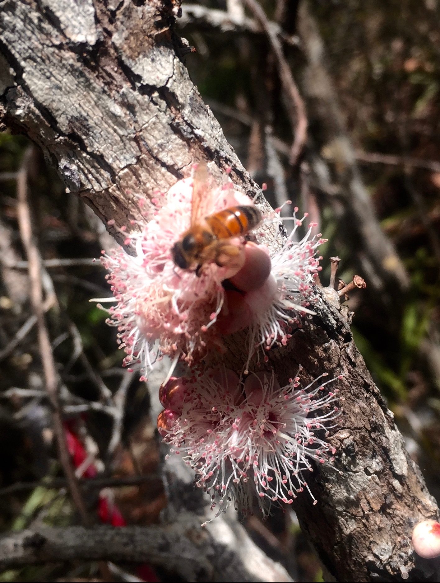 Earhart’s stopper (eugenia earhartii) flower closeup with honey bee .