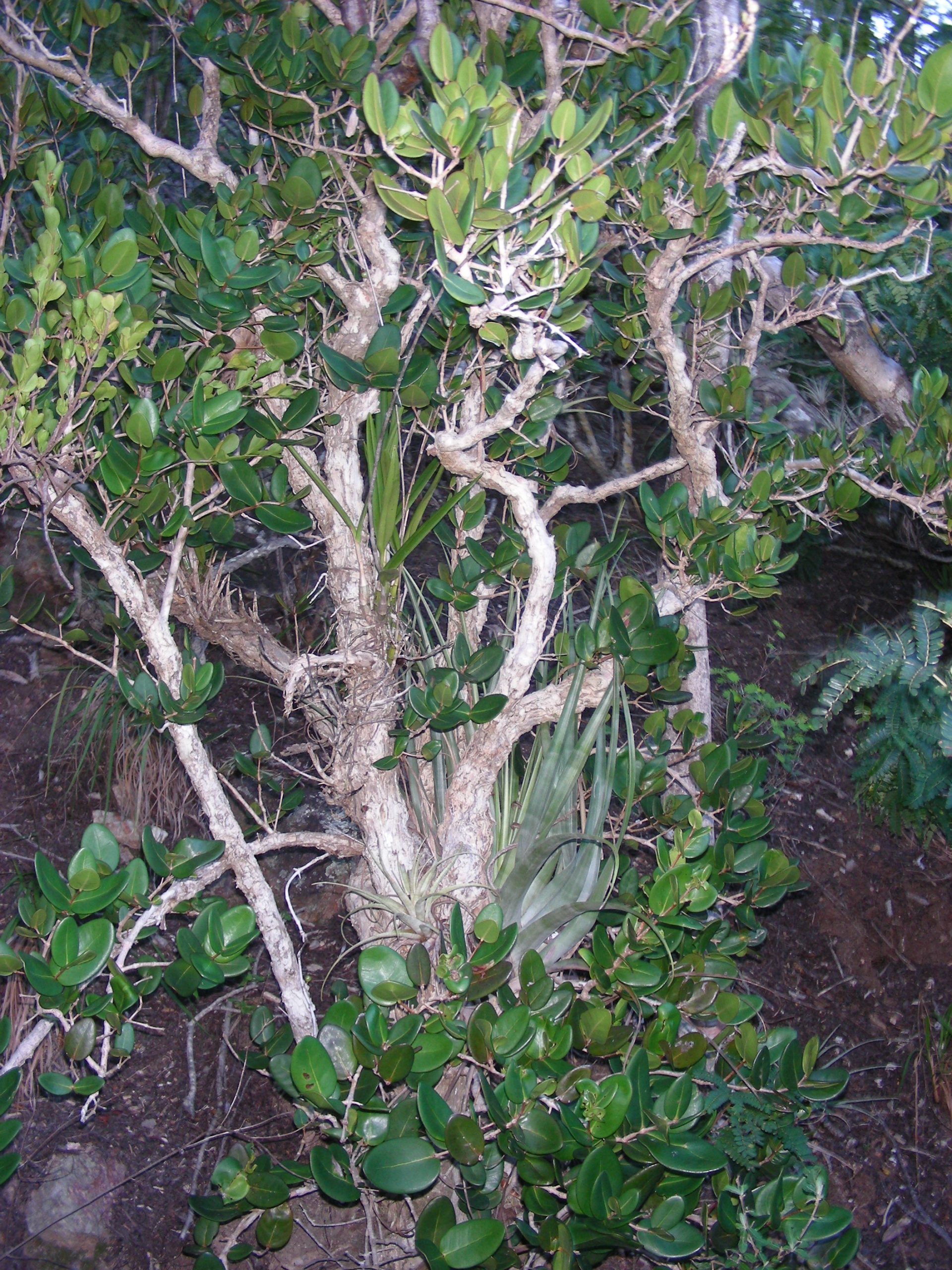 Eugenia earhartii trunk with orchids. Eugenia earhartii, growing in thick duff of a tropical dry forest on St. John, U.S. Virgin Islands within the Virgin Islands National Park.