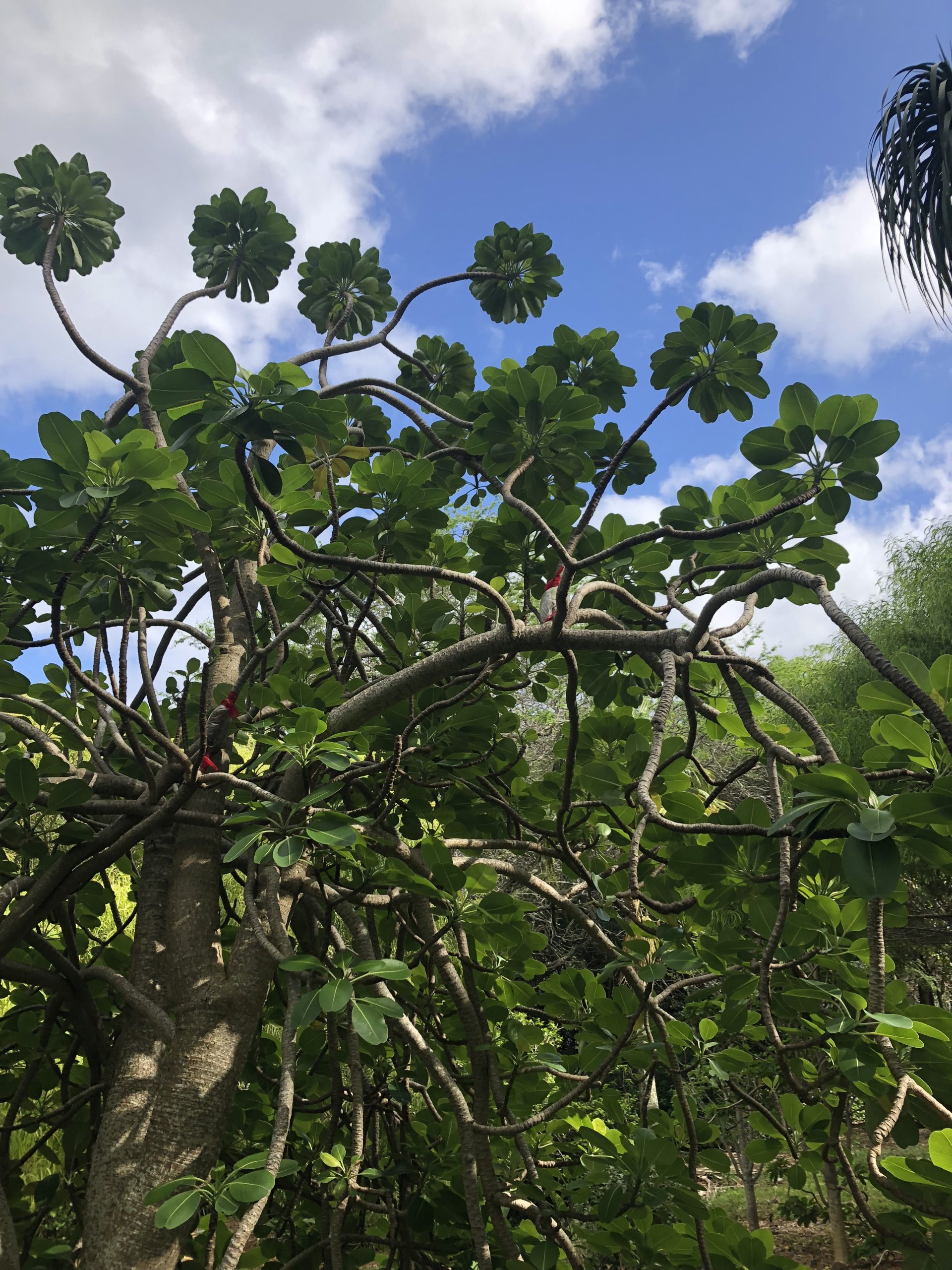 Photo of Euphorbia haeleeleana, the Kauaʻi spurge.