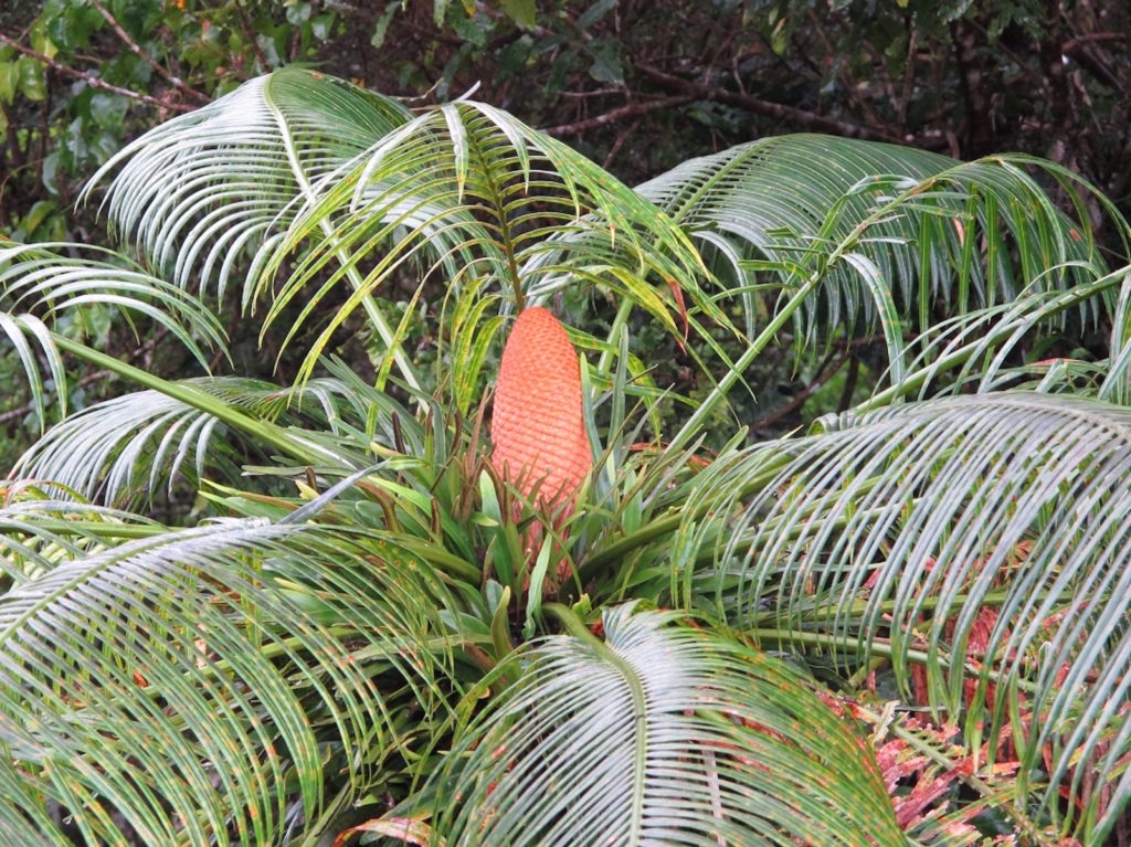 Cycas micronesica. USFWS – Pacific Region -Image by A. Gawel