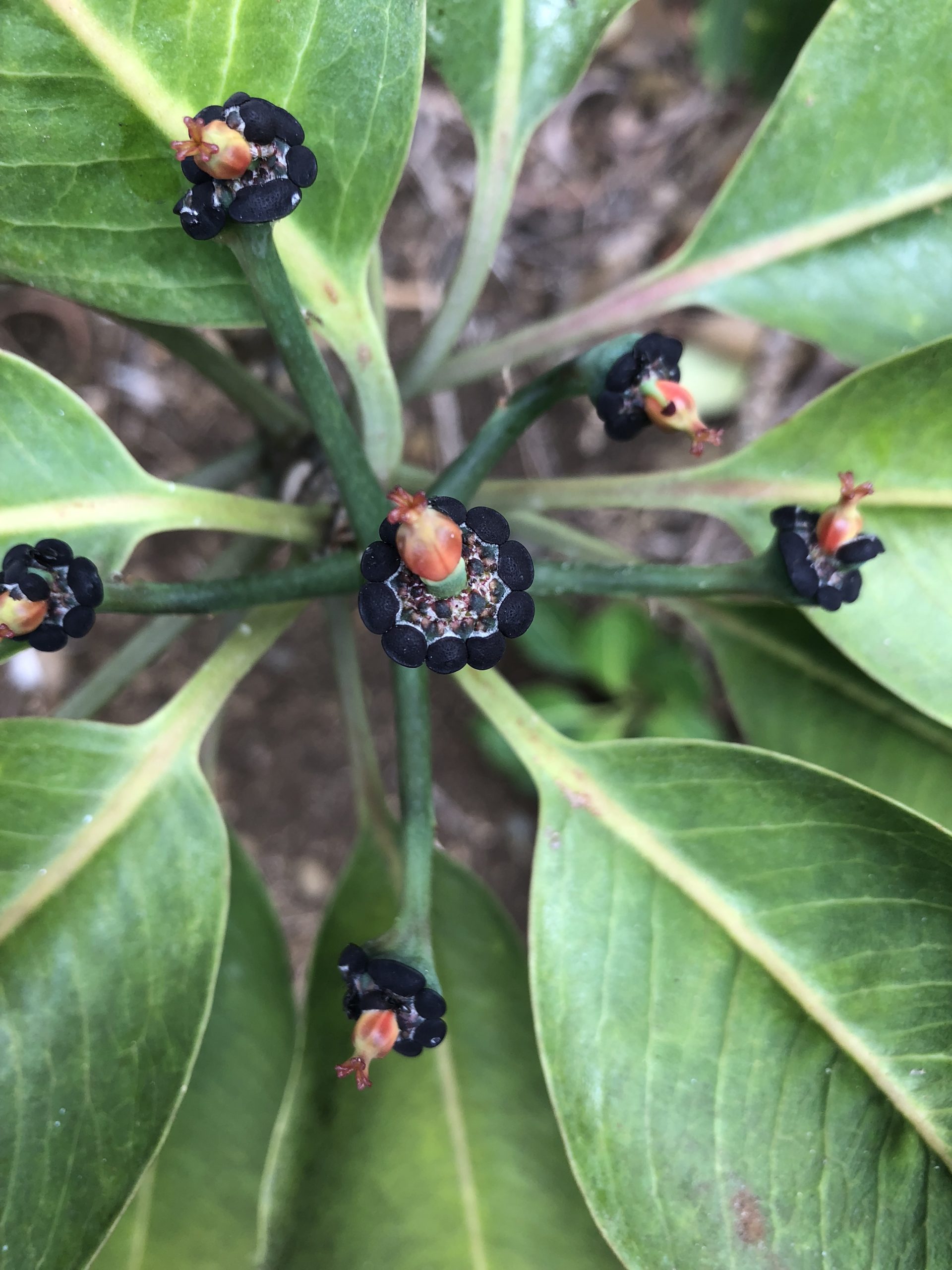 Photo of a female E. haeleeleana (Kaua’i spurge) plant.