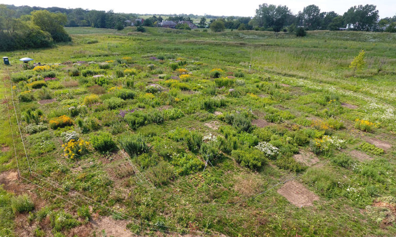 The prairie experiment viewed from overhead. Each plot is 2m x 2m, and the site is approximately 0.75 acre in extent.