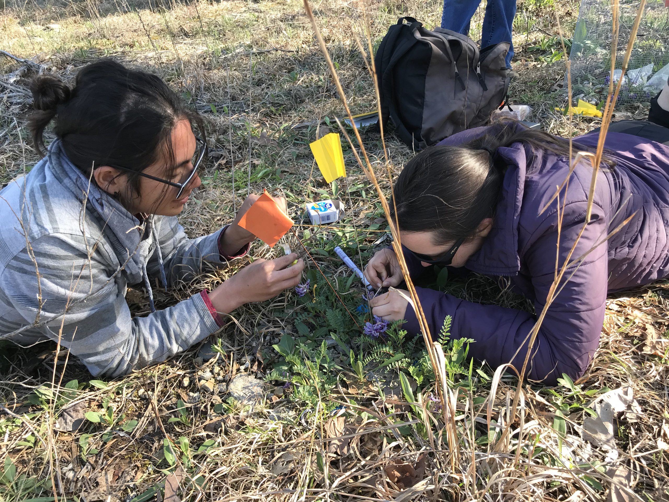 James Lucas and Shannon Skarha applying pollination treatments to reintroduced Pyne’s ground-plum plants.