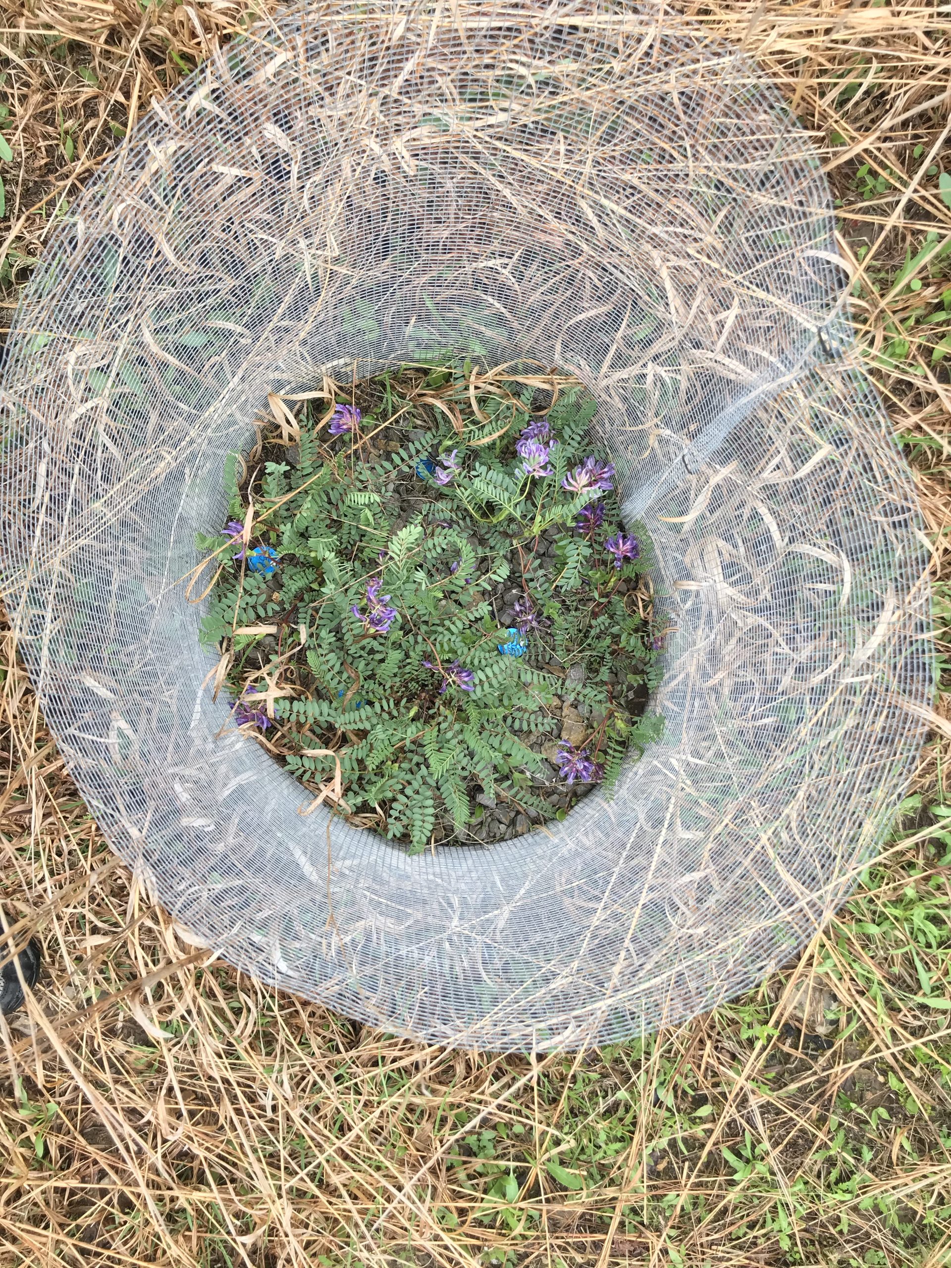 Reintroduced Pyne’s ground-plum plants in cages to protect them from small vertebrate herbivores. Caged plants show greater flowering and growth relative to uncaged plants.