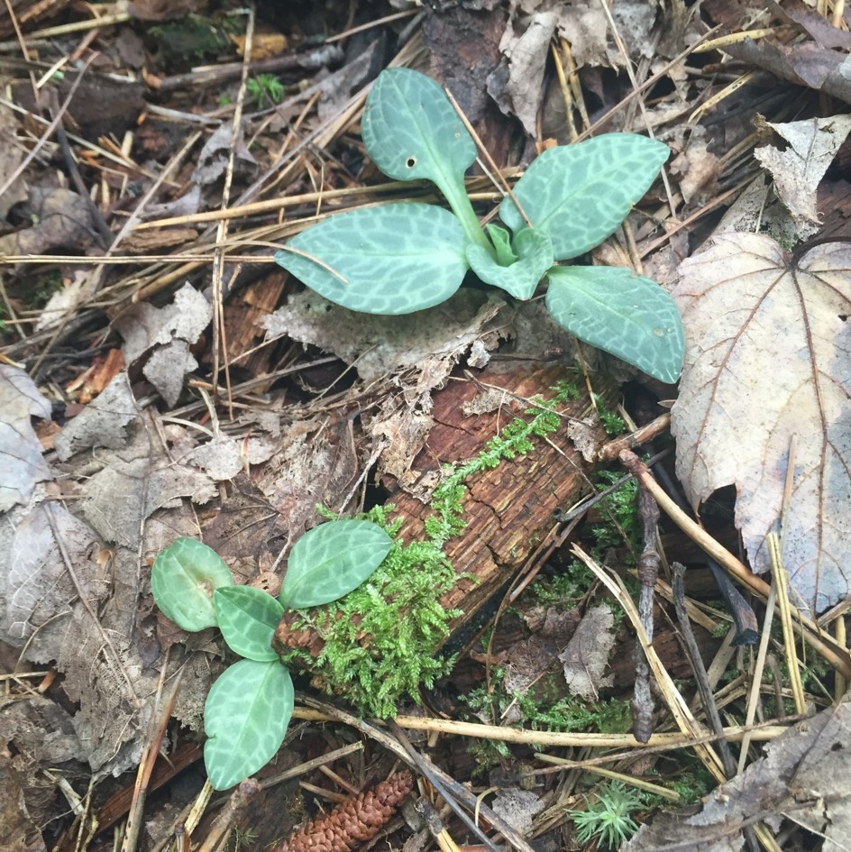 Checkered rattlesnake plantain (Goodyera tesselata) in Huntingdon County, Pennsylvania.