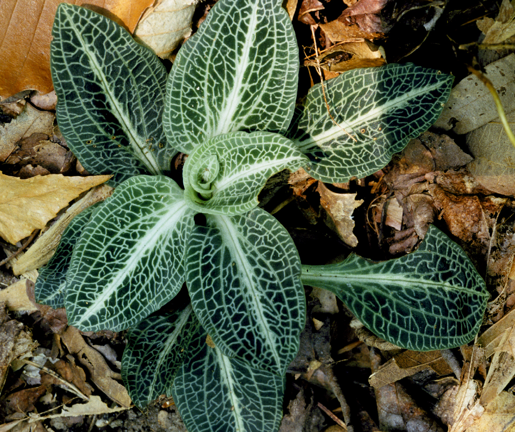 Downy rattlesnake plantain (Goodyera pubescens), though common throughout much of the US, it is considered threatened in New York and Florida.
