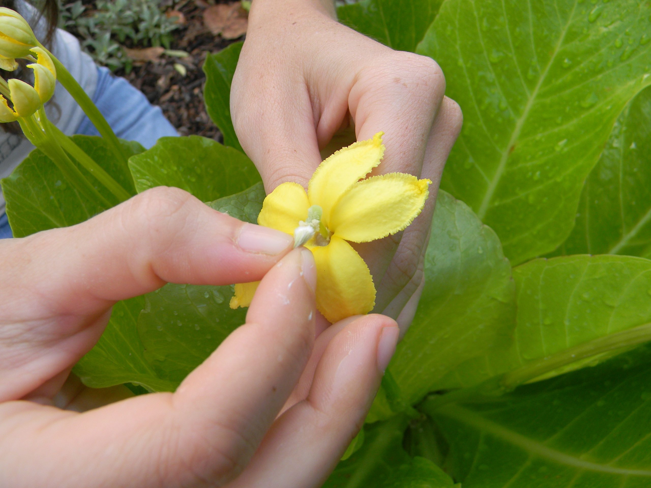 Hand pollination not only helps promote seed set – even without a natural pollinator – but also allows for control of parentage.