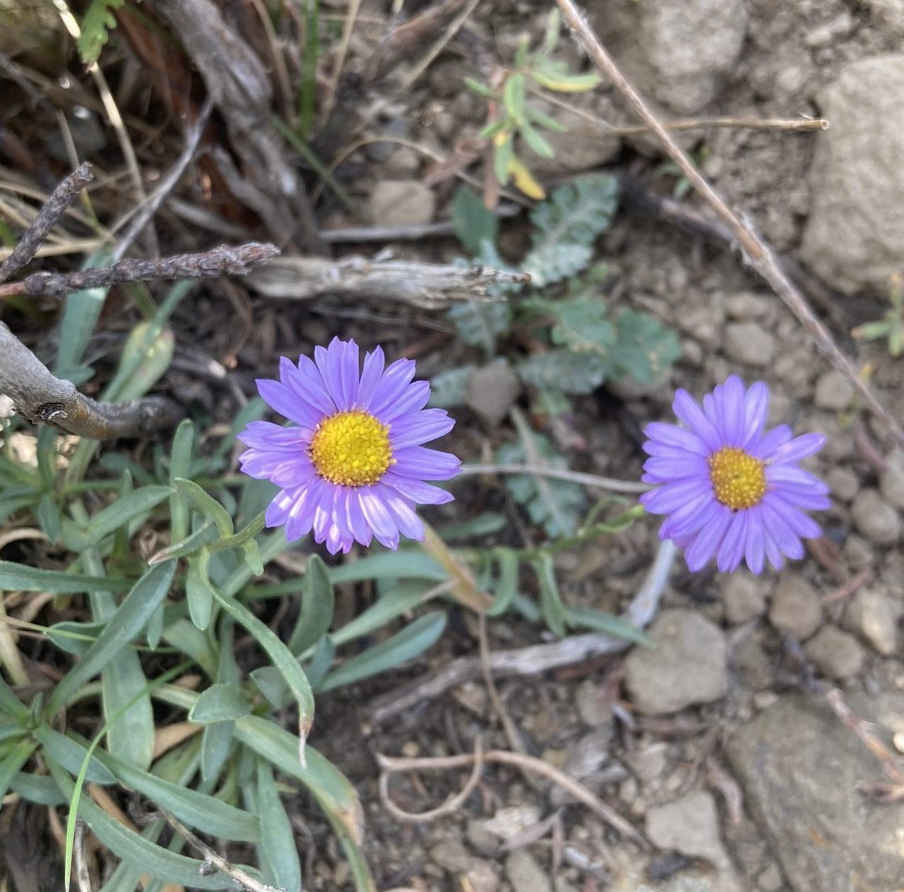 Image of Hairless fleabane (Erigeron subglaber). Photo credit: Maria Mullins, courtesy of Institute for Applied Ecology.