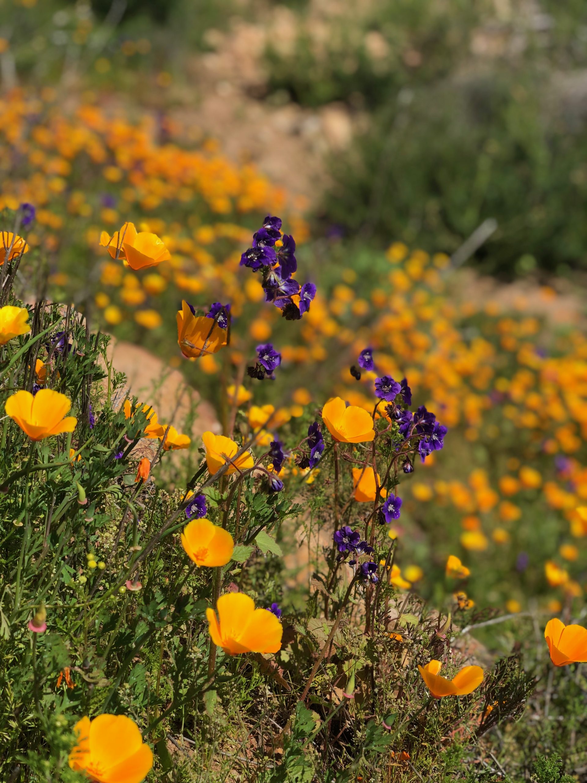 California poppies (Eschscholzia californica) and Parry’s phacelia (Phacelia parryi) blanket a slope in the Biodiversity Reserve adjacent to the San Diego Zoo Safari Park.