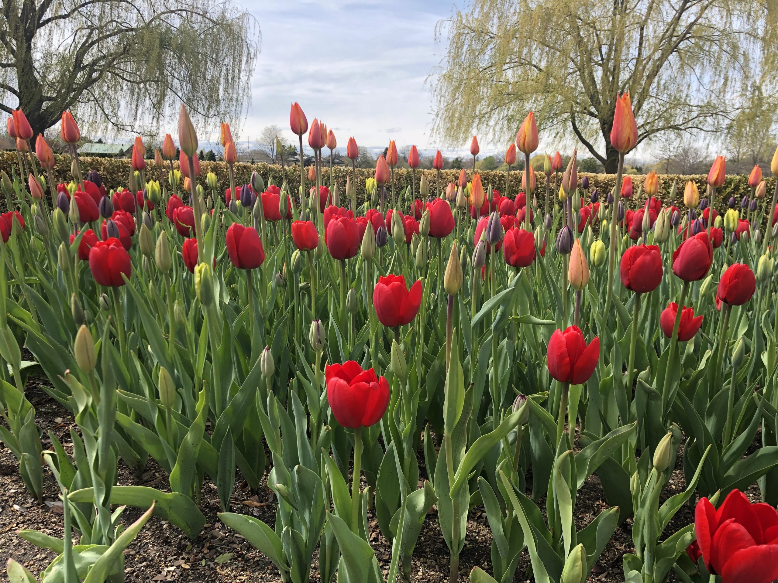 Despite the rain, the Chicago Botanic Gardens beautiful grounds shone. Photo credit: Christa Horn, courtesy of CPC.