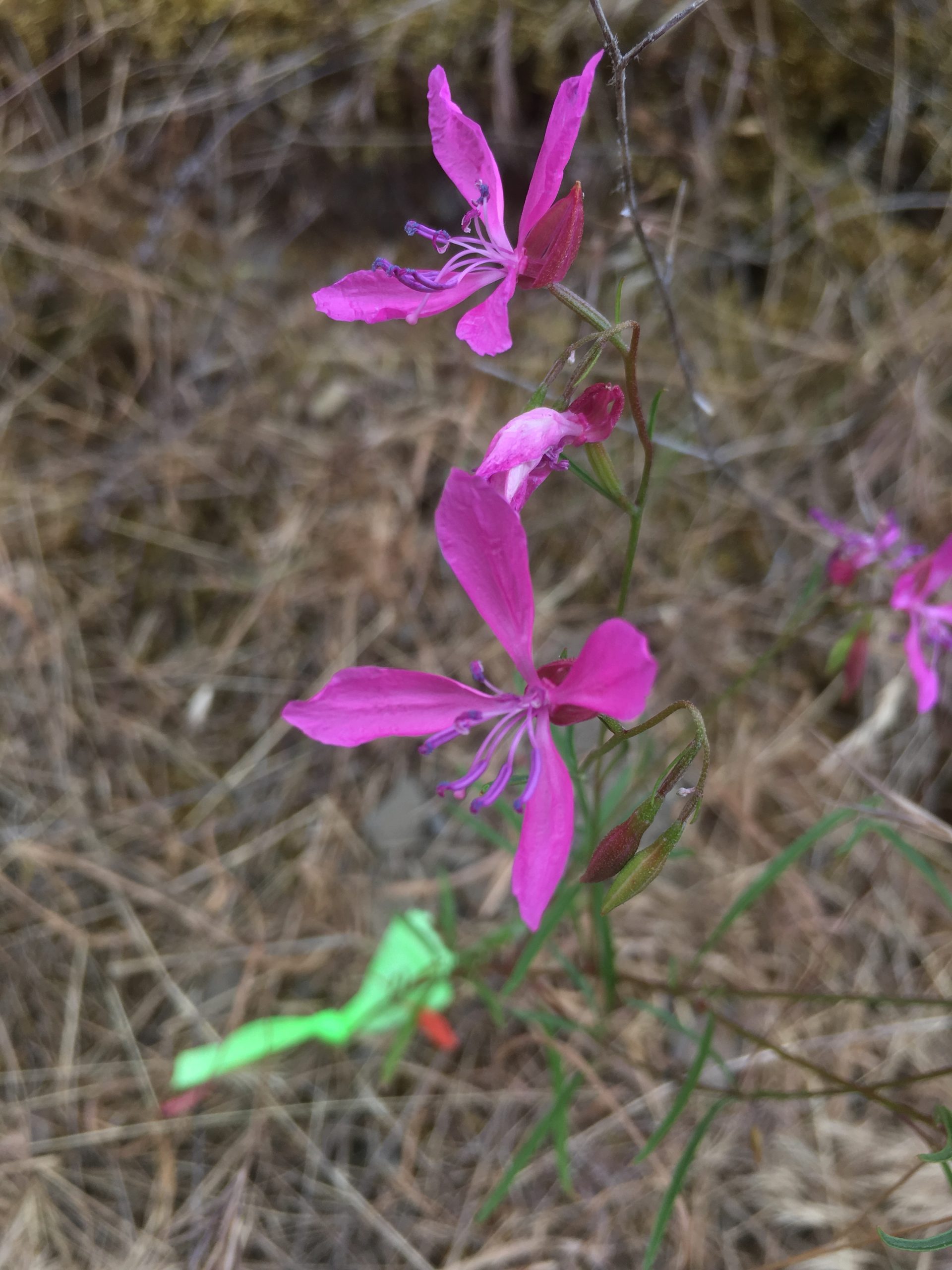 Merced clarkia’s were marked with green flagging to make them easily identifiable when time came to collect seed