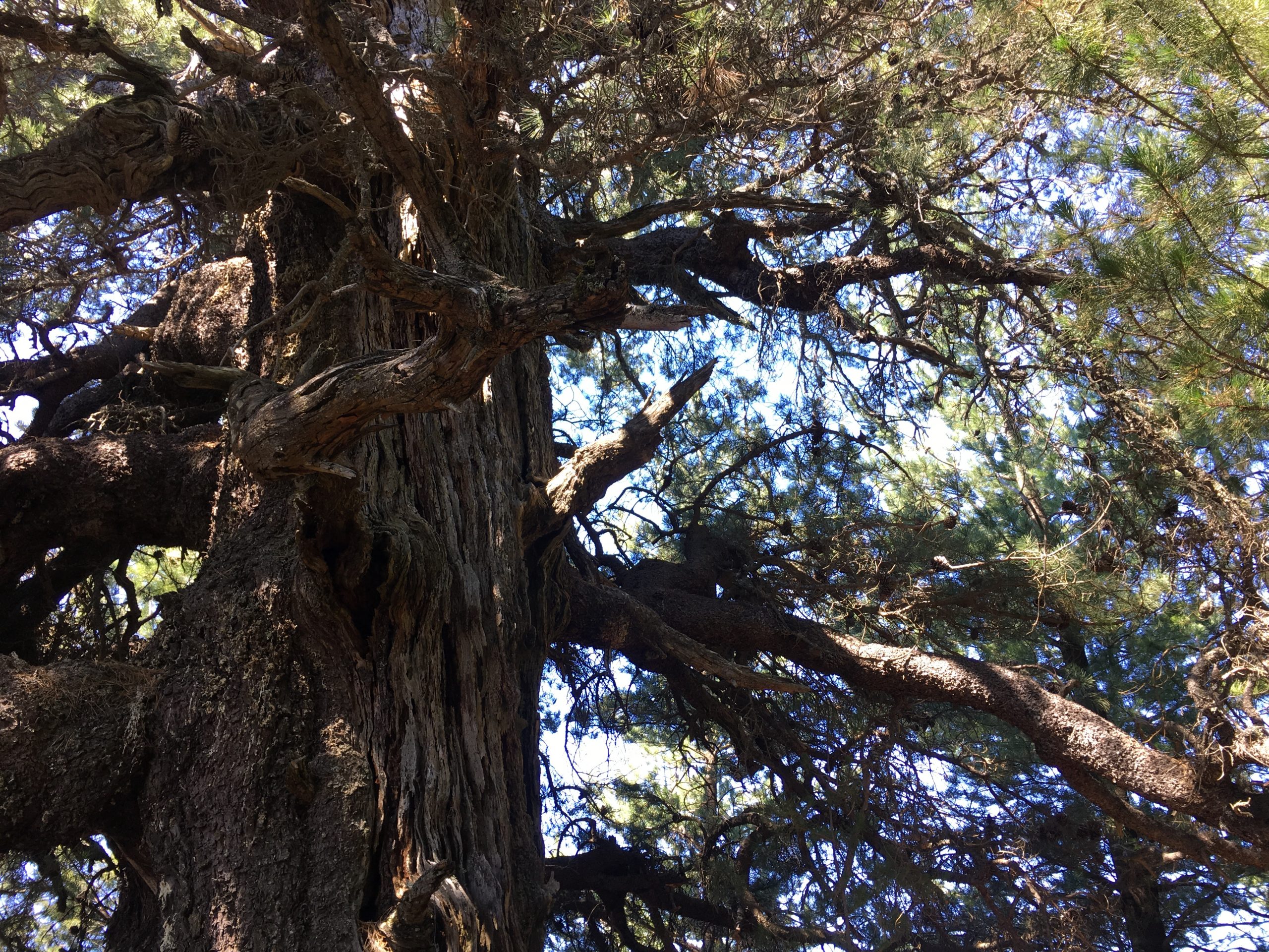 A pine that may be 200+ years old provides much of the seed used for the restoration.