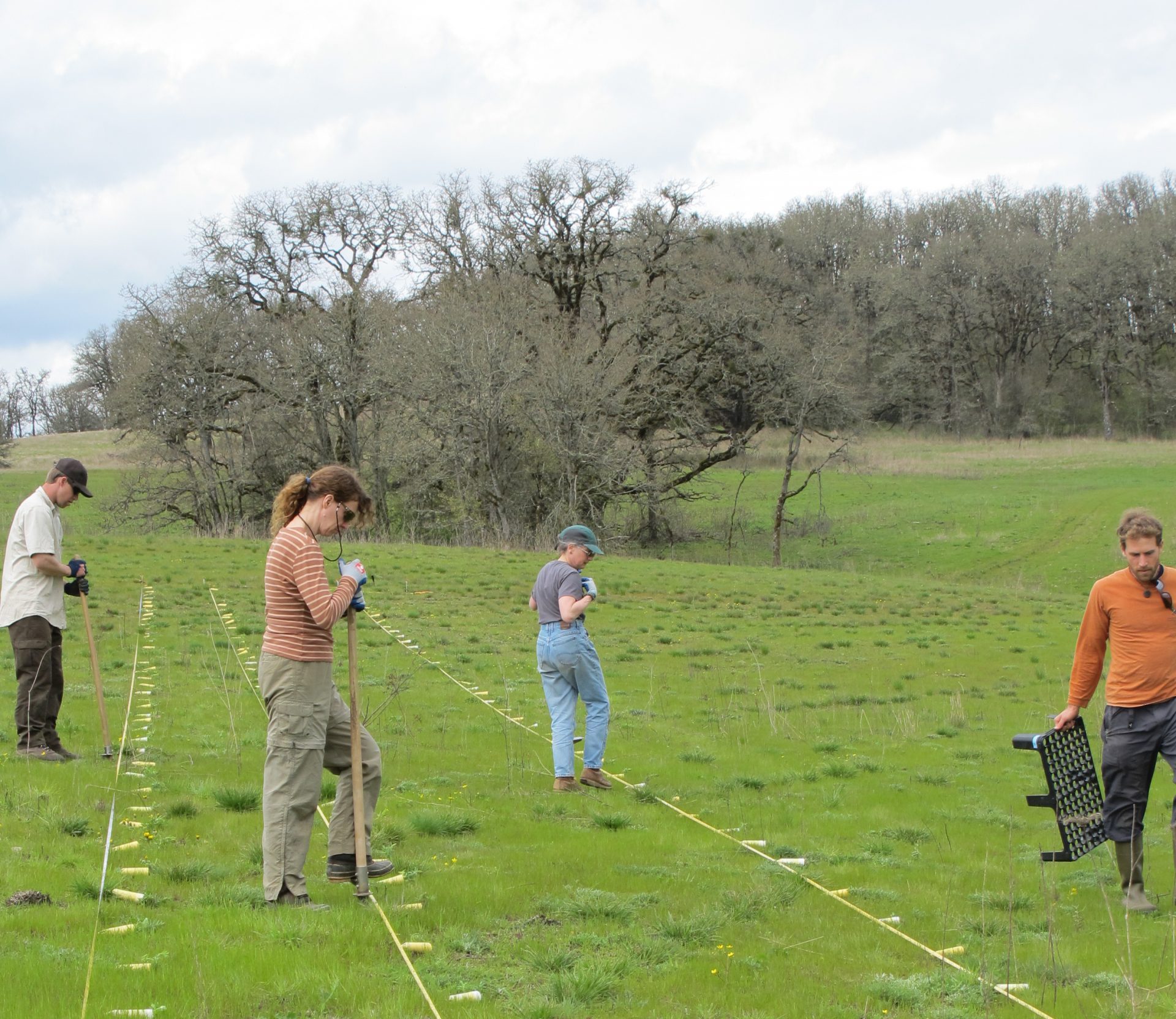 IAE’s restoration plantings were done in an experimental design, planted in a grid to aid with tracking success.