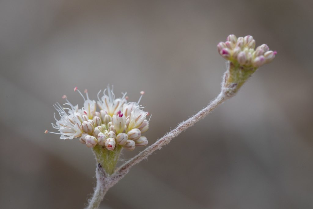 The creamy flower of Ben Lombard’s buckwheat (Eriogonum nudum var. decurrens)