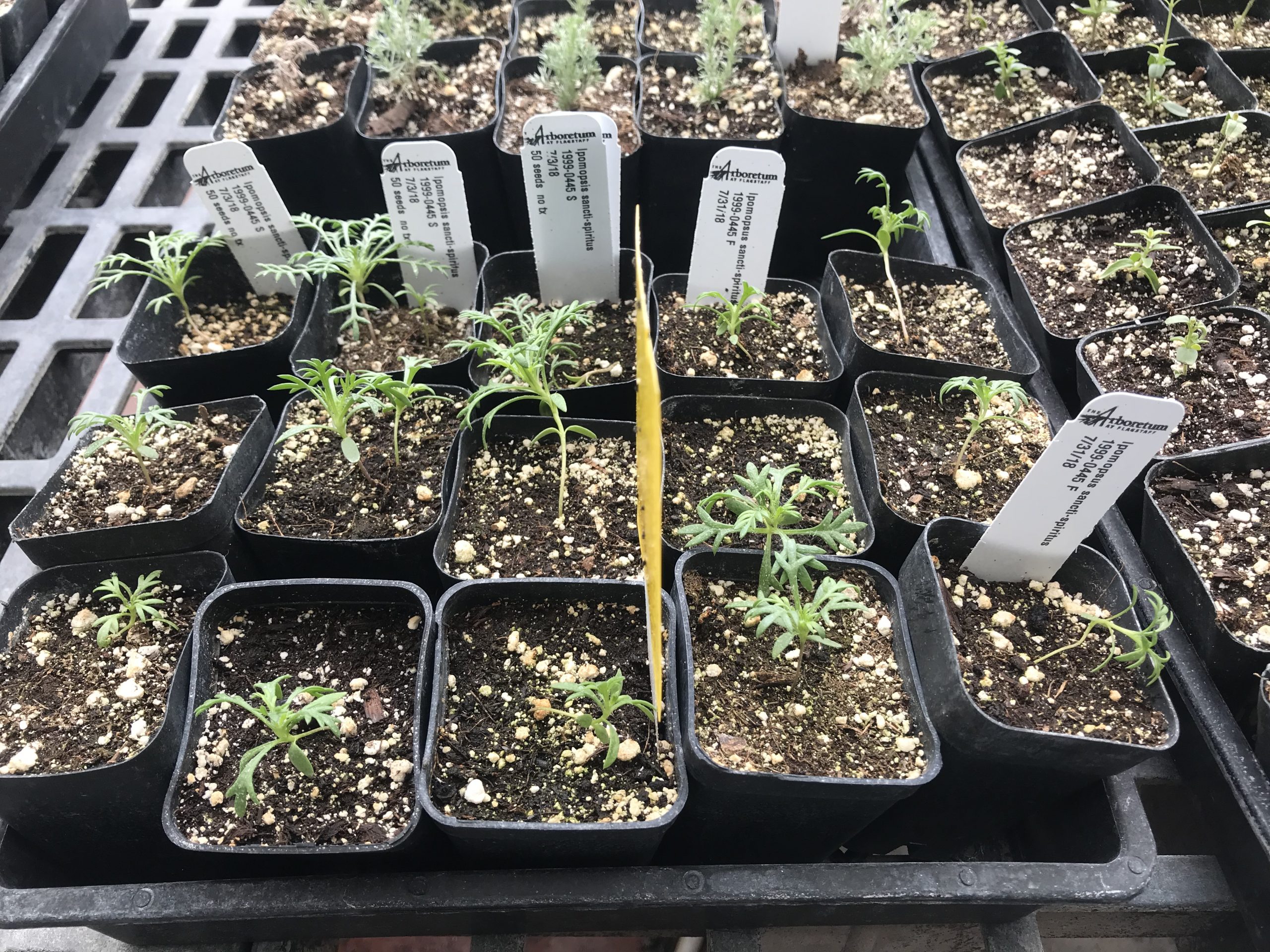 Holy ghost skyrocket seedlings from germination trials being propagated in the nursery.