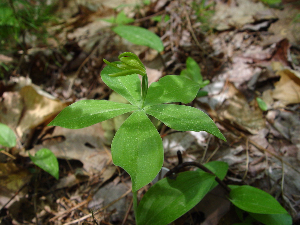 Isotria medeoloides le-dcameron. Little five leaves.