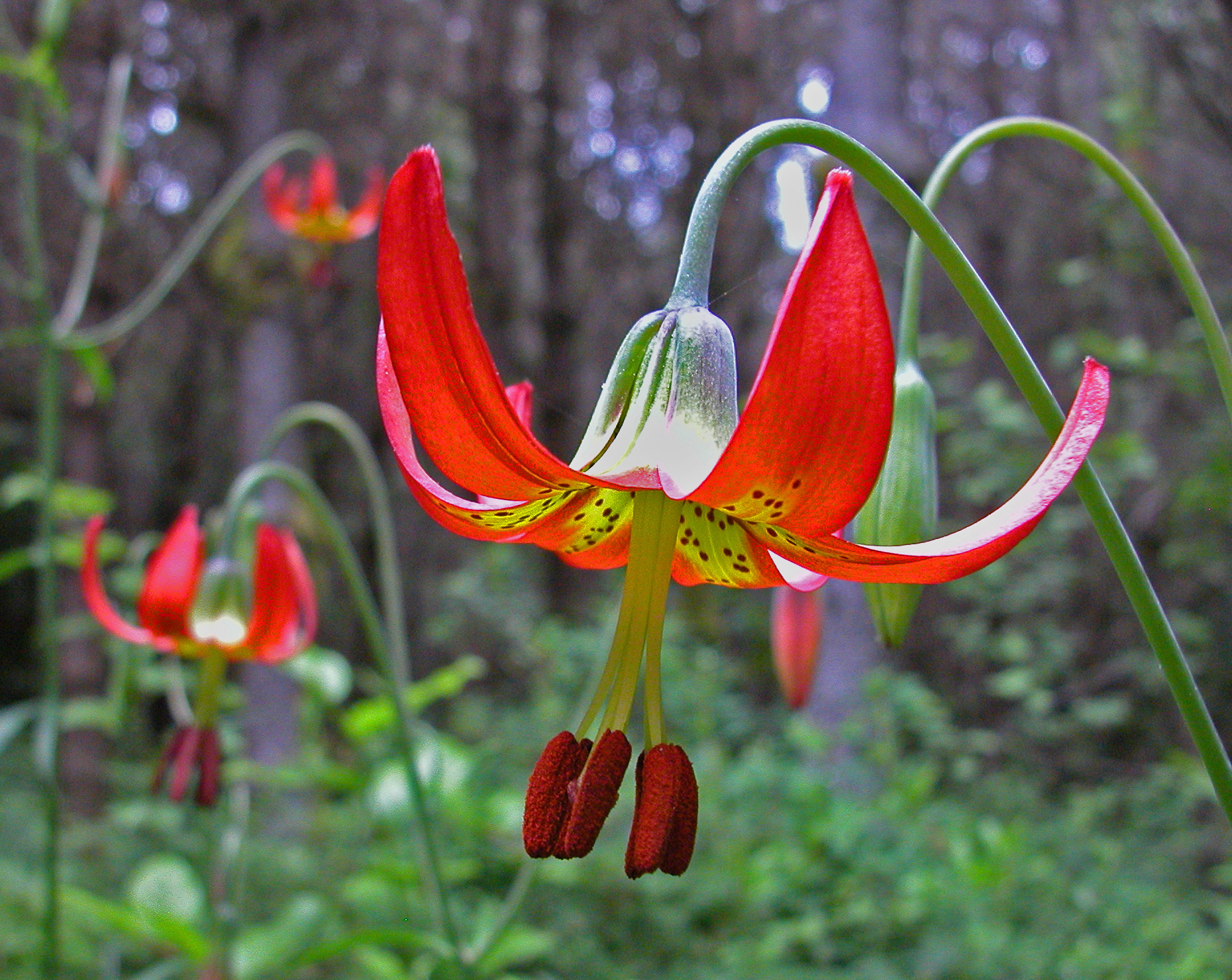 Lillium occidentalis flower