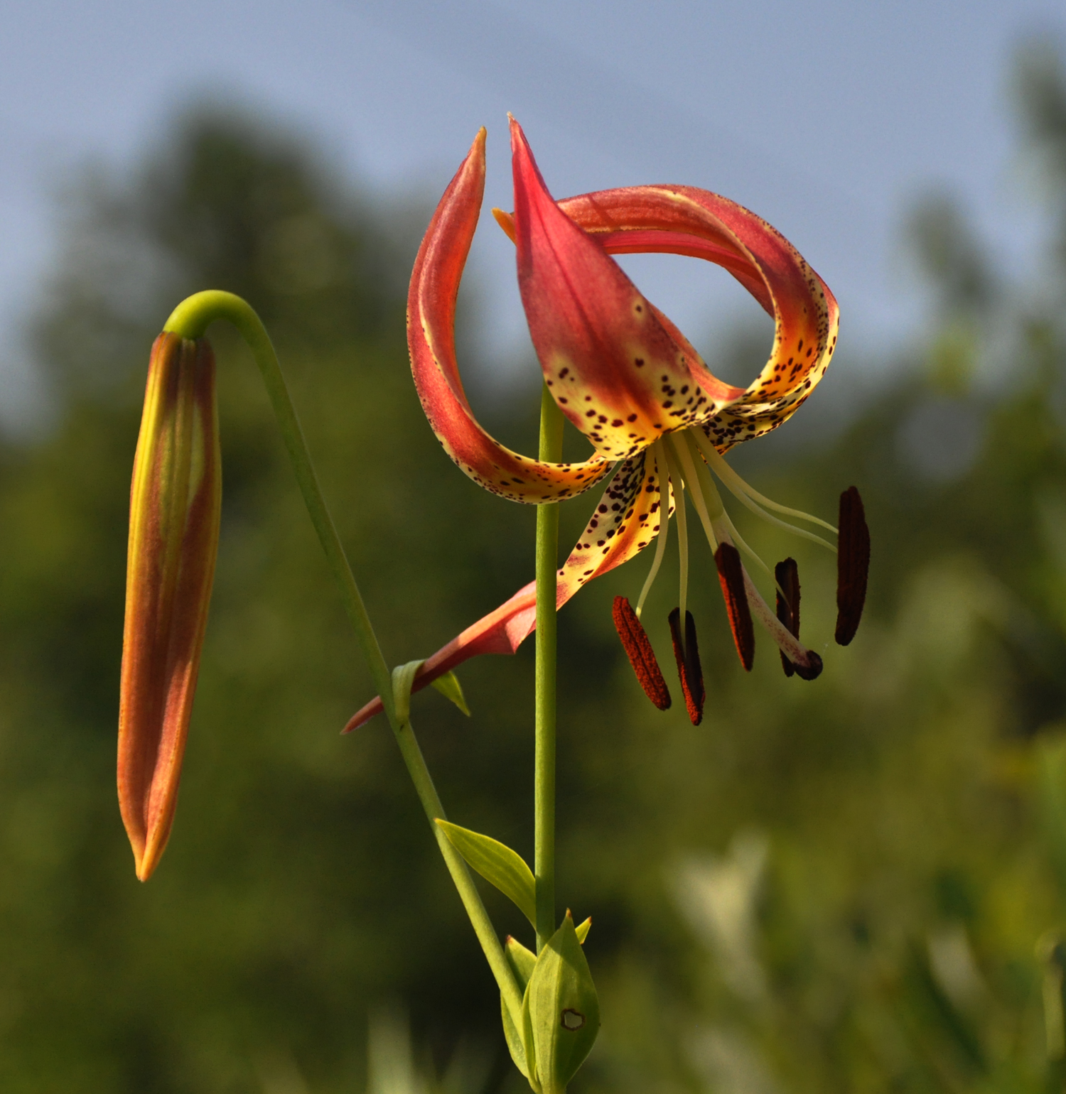 Sandhills Lily (Lilium pyrophilum). Photo by Johnny Randall, courtesy of the North Carolina Botanical Garden.
