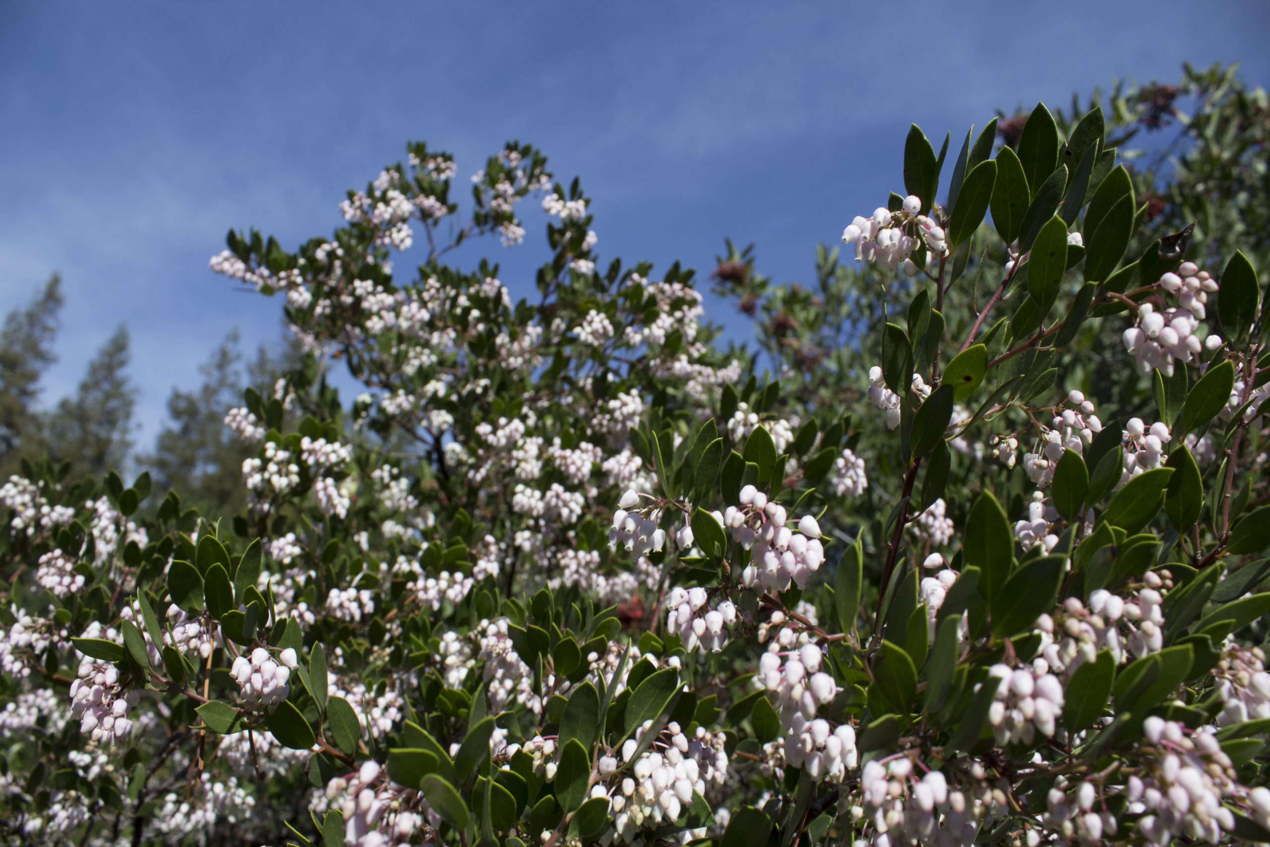 Manzanita Blossoms cover at Rancho Santa Ana Botanic Garden.