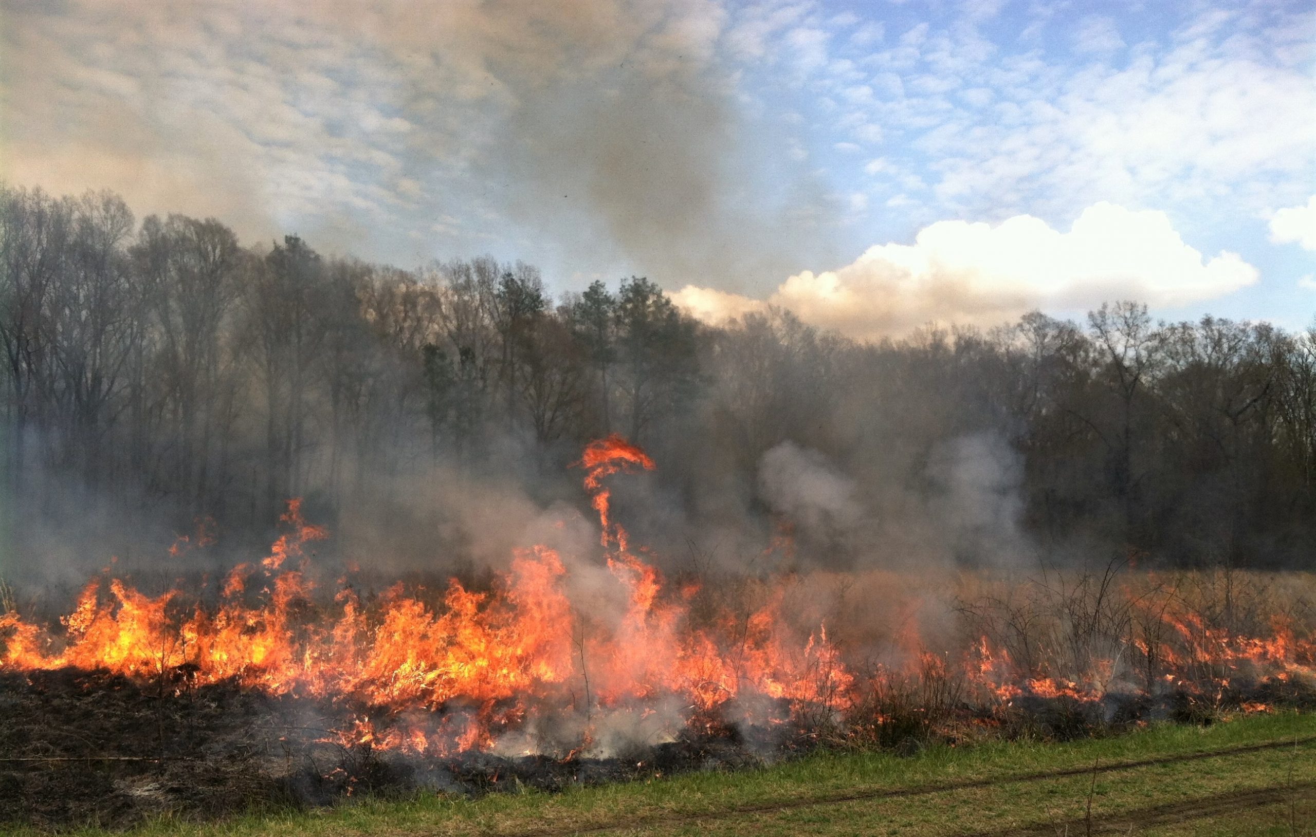 Mason Farm fire. Photo by Johnny Randall, courtesy of the North Carolina Botanical Garden