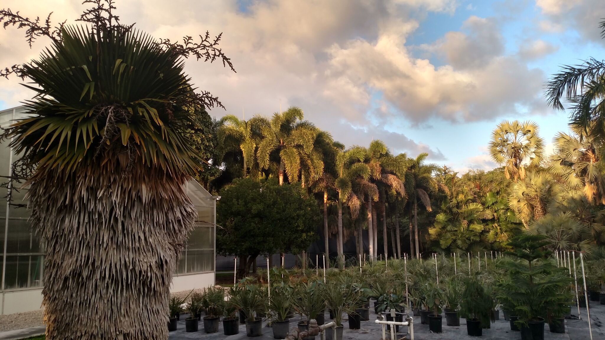 Image of a Conservation Garden at Montgomery Botanical Center