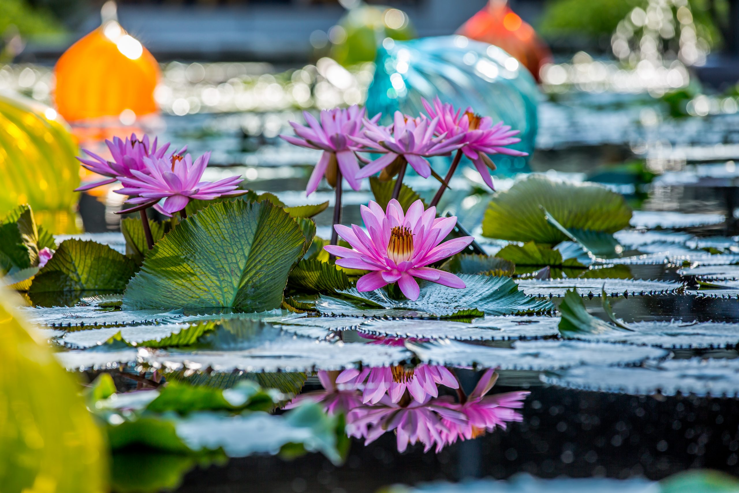 Water Lilies at the Missouri Botanical Garden.