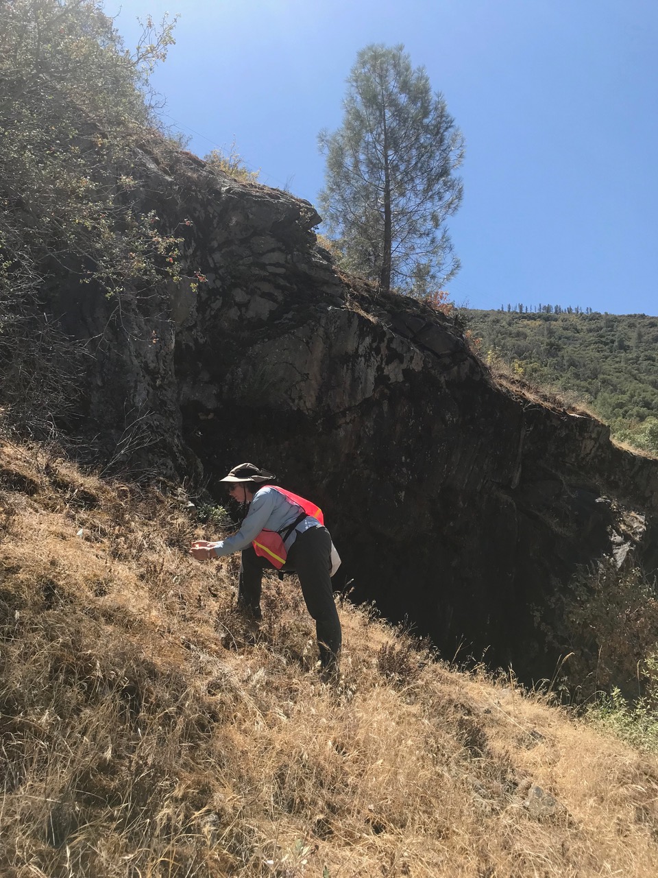 Merced clarkia collection. UCBG curator, Holly Forbes, collects seed from the California state endangered Merced clarkia.