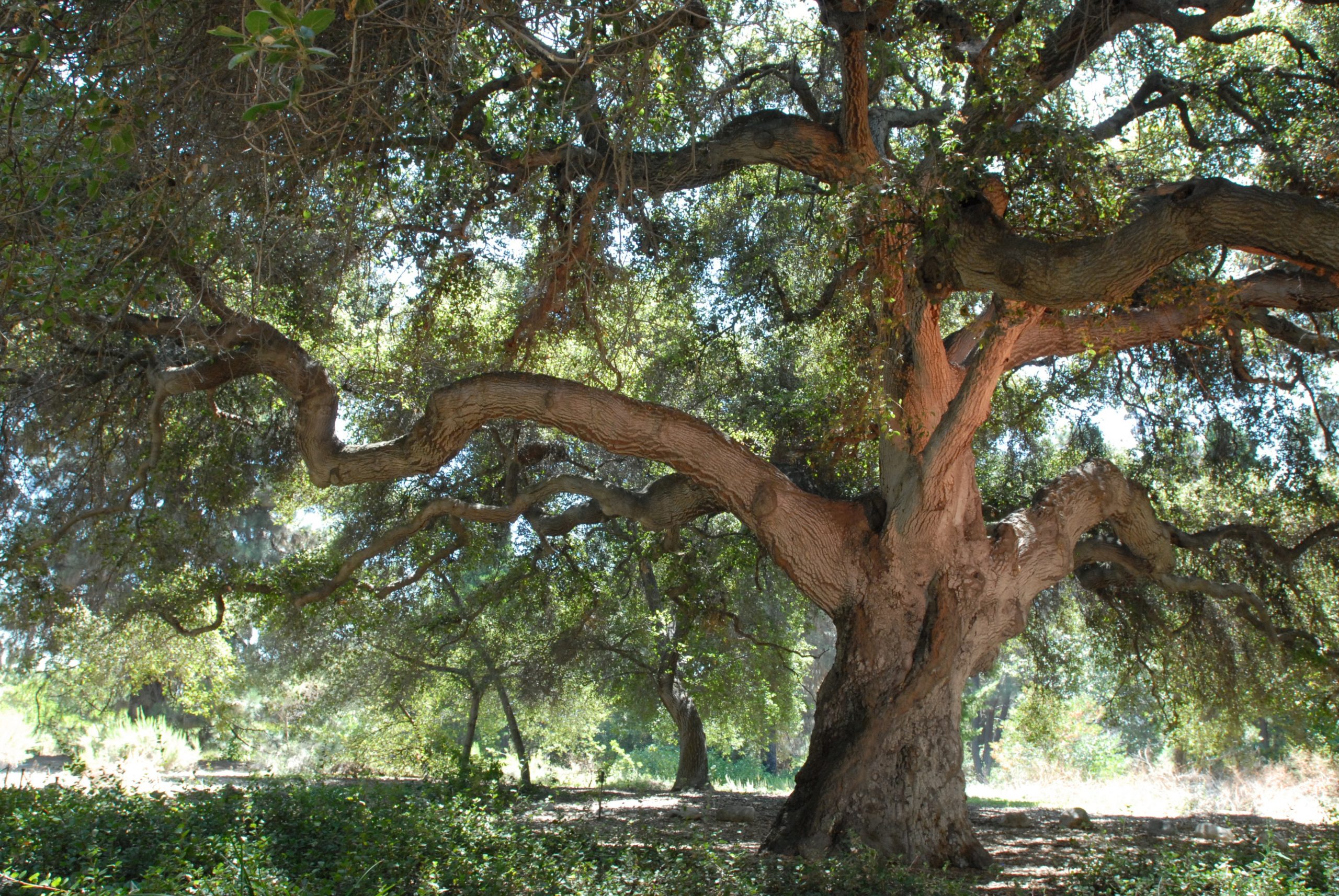 Rancho Santa Ana Botanic Garden is home to many native trees including some truly majestic oaks.