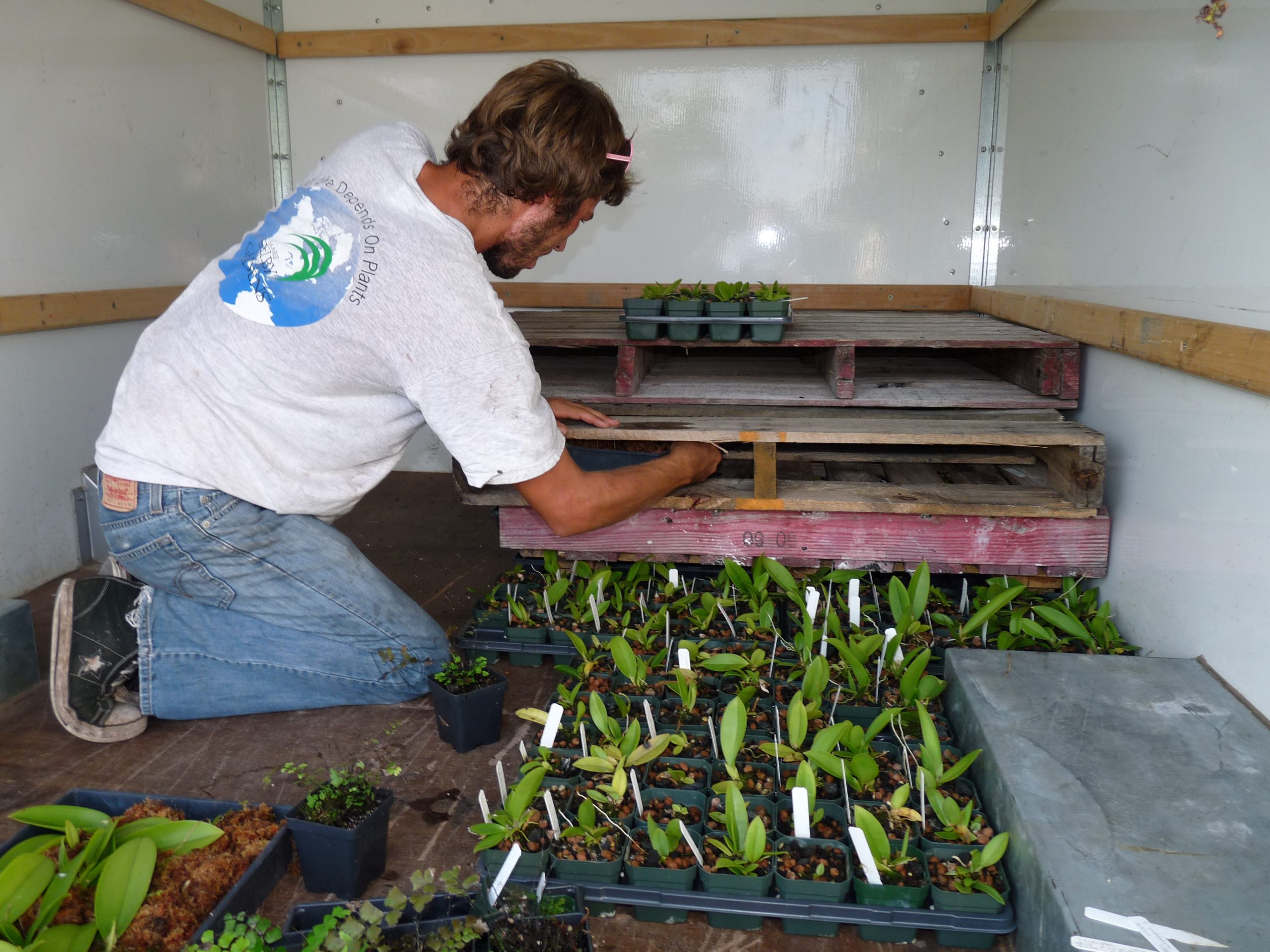 Horticulture staff preparing shipment of young spotted mule eared orchids (Trichocentrum undulatum) to Everglades National Park for augmentation project in 2011.