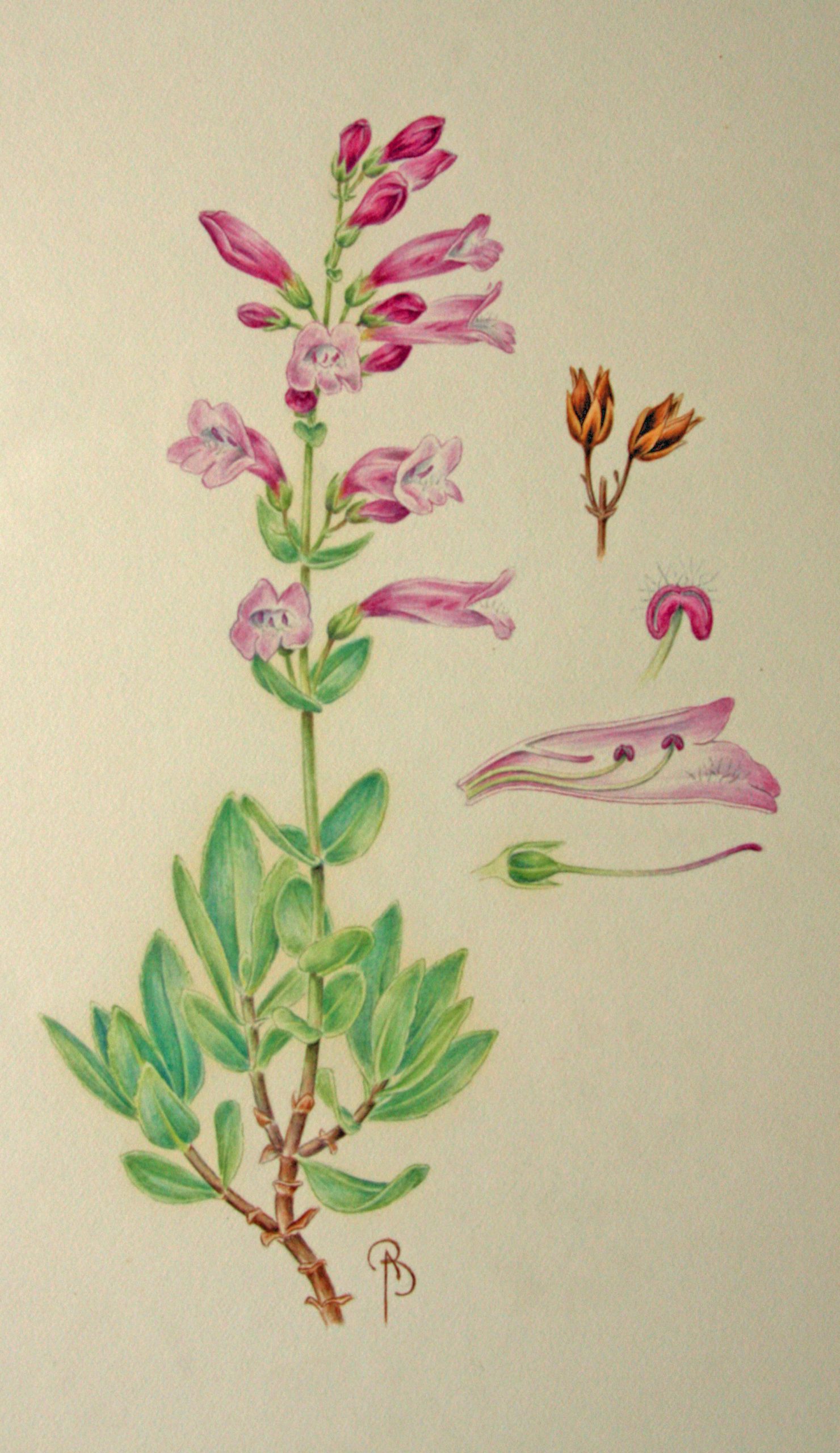 Penstemon sketch