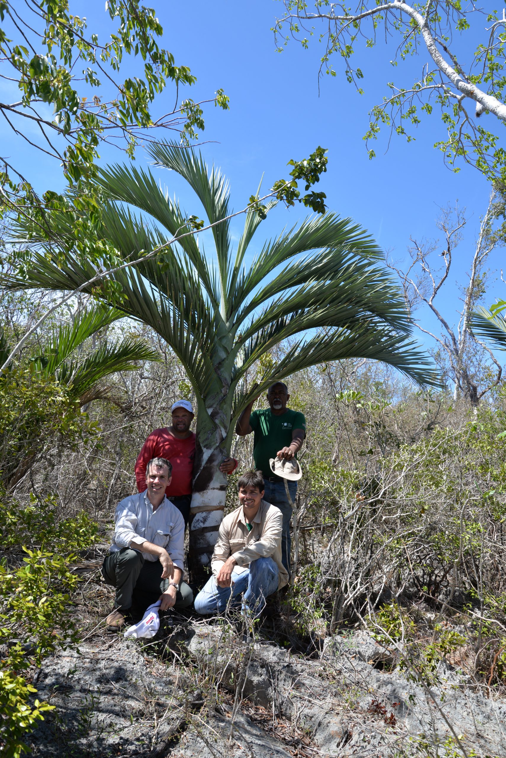 Pedro Toribio, Teodoro Clase, Patrick Griffith, and Xavier Gratacos with cacheito (Pseudophoenix ekmanii) in the Dominican Republic.