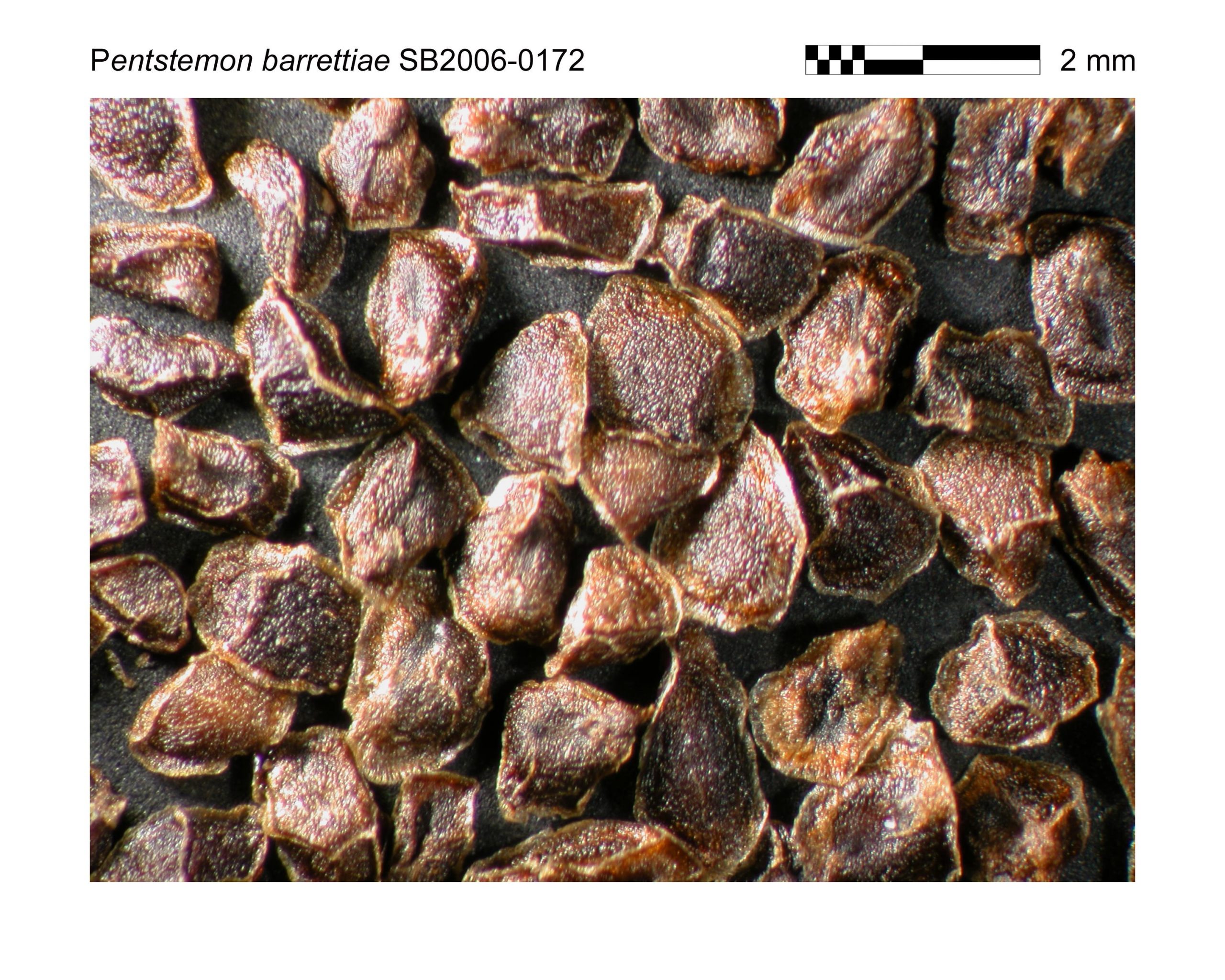 Penstemon barrettiae seeds