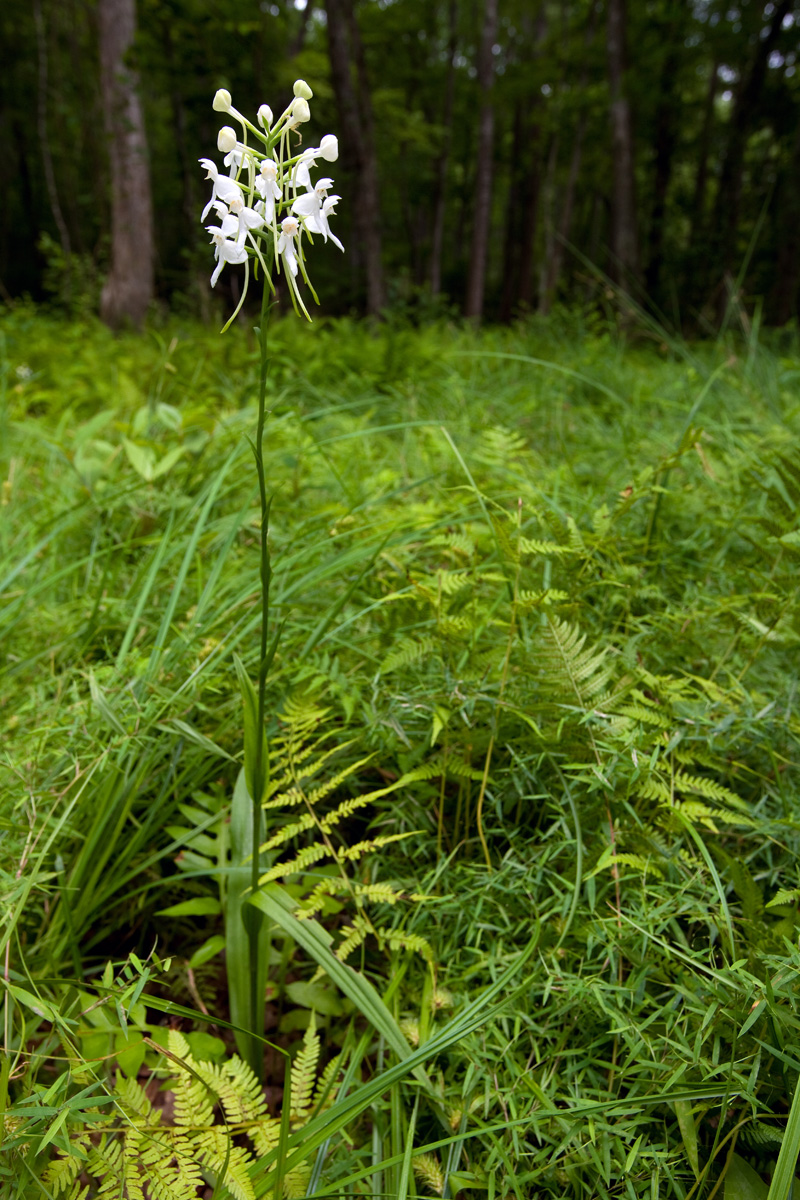 White fringeless orchid in bloom.