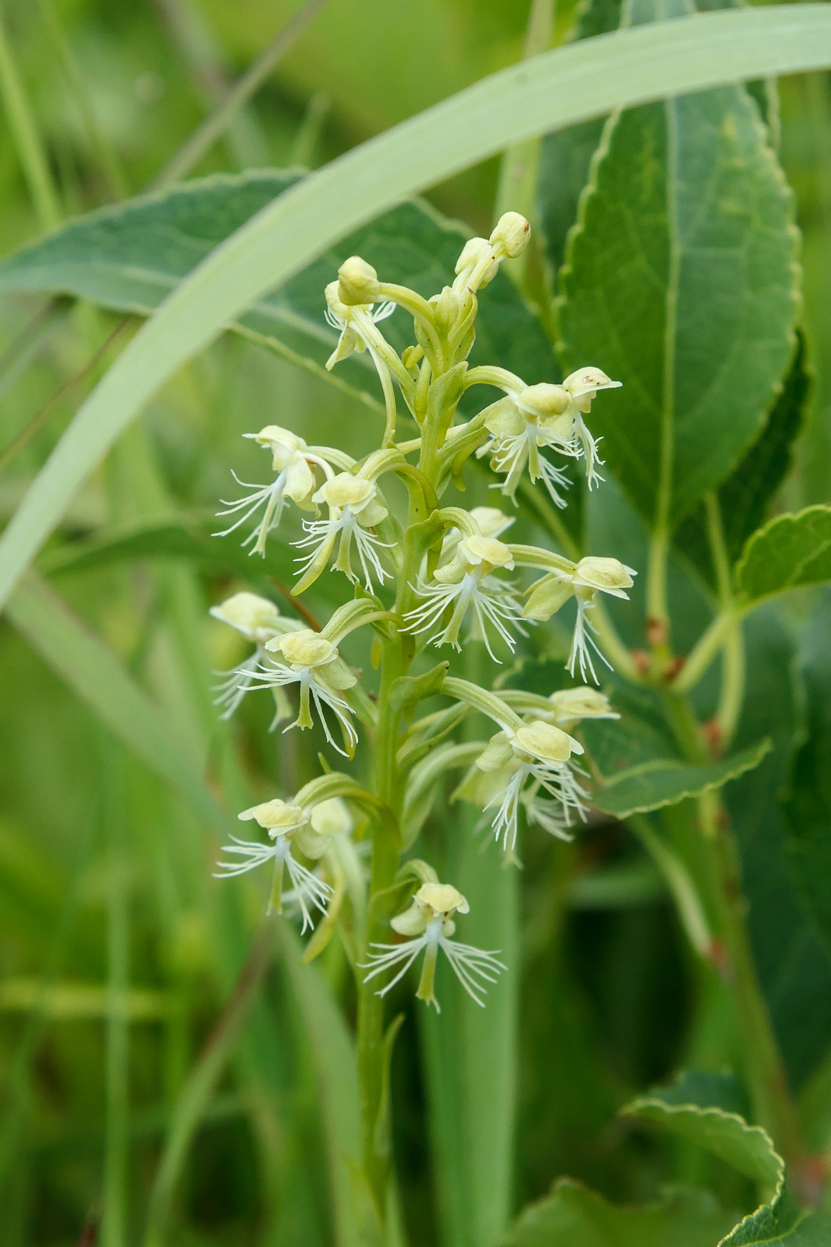 Platanthera lacera is one of six Platanthera species in Longwood’s Pennsylvania native orchid conservation program. It is a rare plant that is on the conservation watch list for Pennsylvania. Photo: courtesy of Longwood Gardens.
