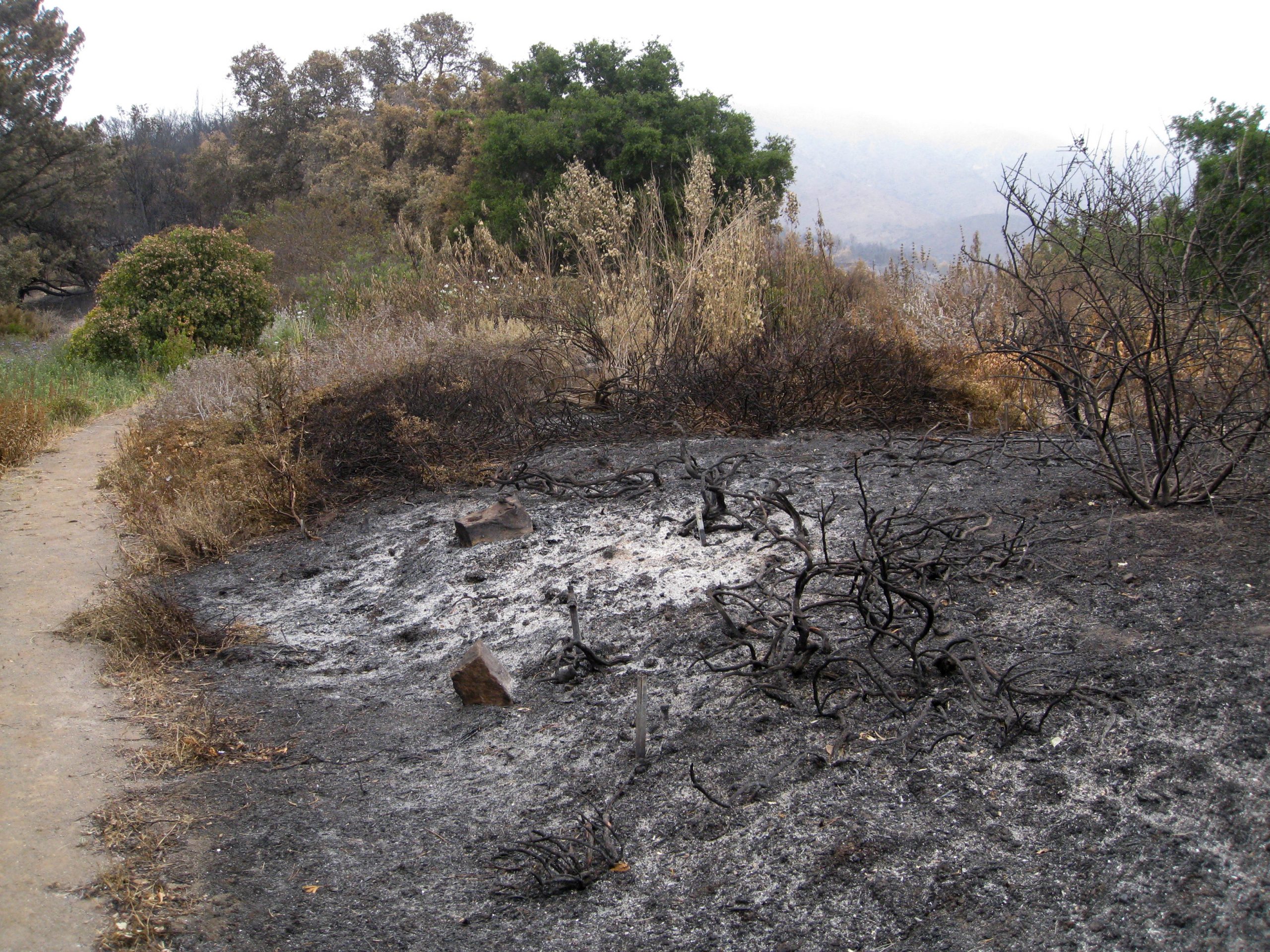 Much of the Porter Trail was reduced to ashes, with the natives there, mainly Ceanothus, pine, cypress and junipers, do not have the ability to re-sprout.