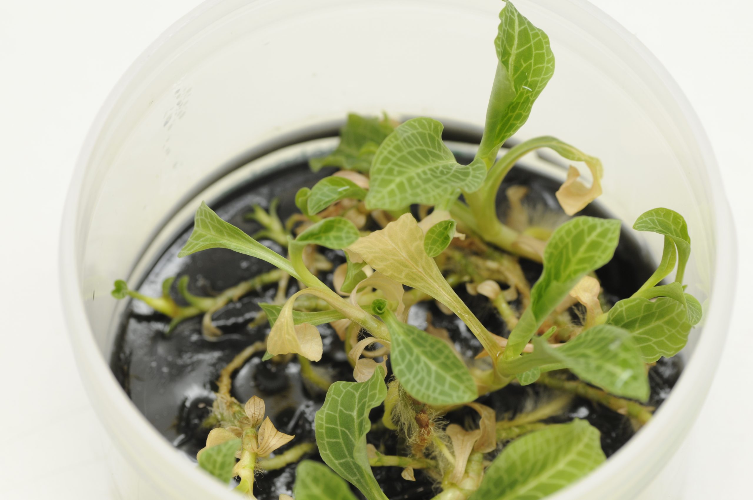 A single seedling of downy rattlesnake plantain (Goodyera pubescens) emerges on the special media substrate during in vitro propagation efforts.