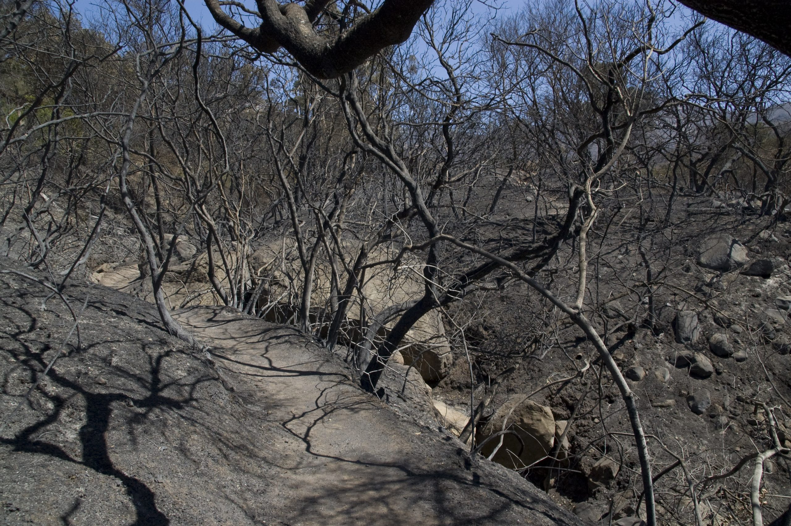 SBBG after Jesusita Fire. Jesusita Fire aftermath at Santa Barbara Botanic Garden, 2009.