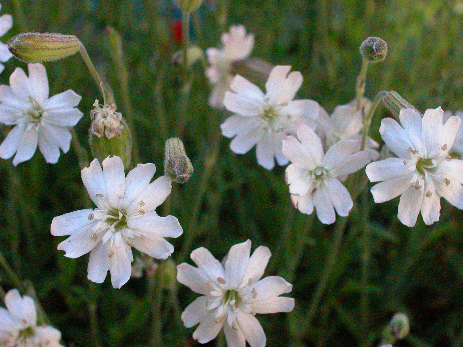 photo of Silene douglasii var oraria