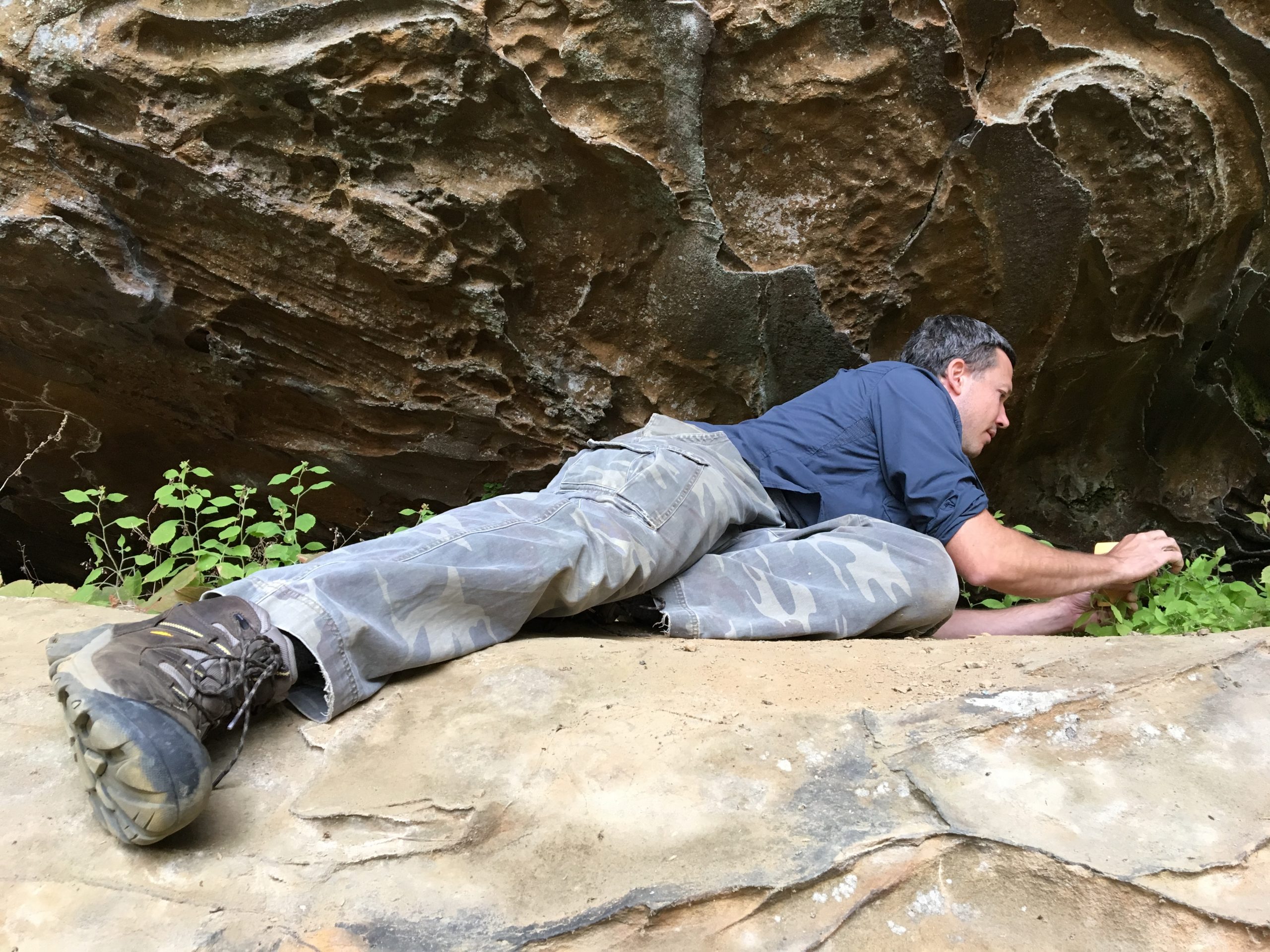 Matthew Albrecht collecting seed from whitehair goldenrod (Solidago albopilosa), a rare Kentucky endemic.